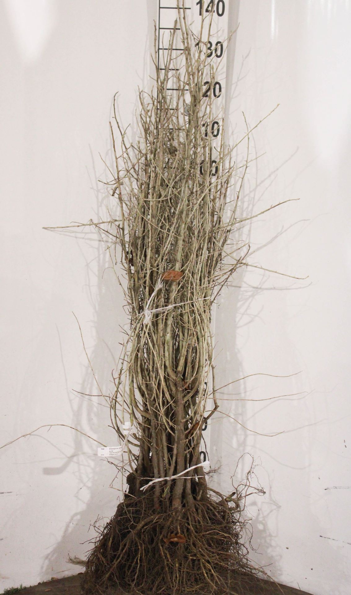 Elaeagnus angustifolia - blote wortel - 60-90 cm afbeelding
