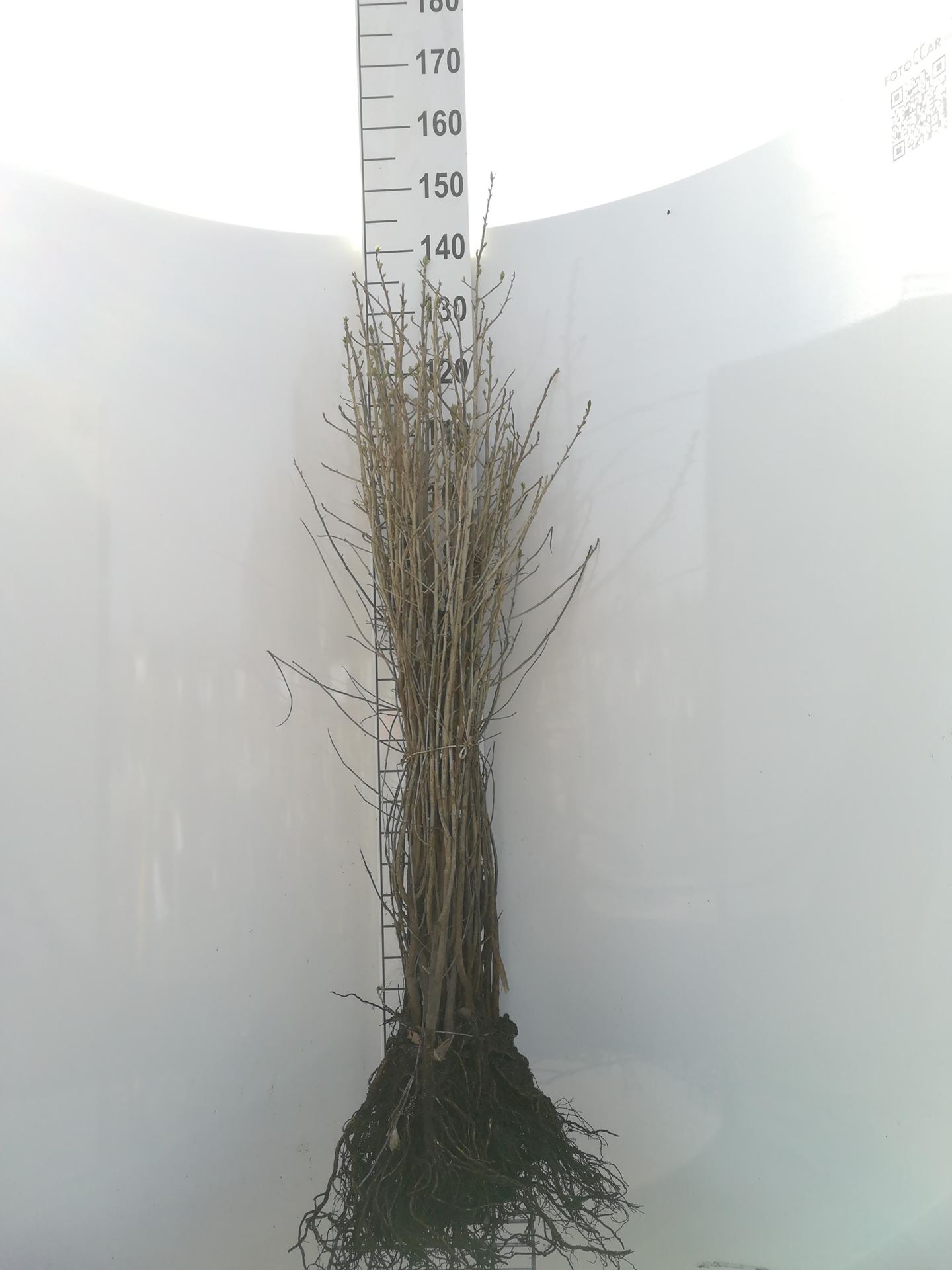 Elaeagnus angustifolia - blote wortel - 90-120 cm - Smalle olijfwilg afbeelding