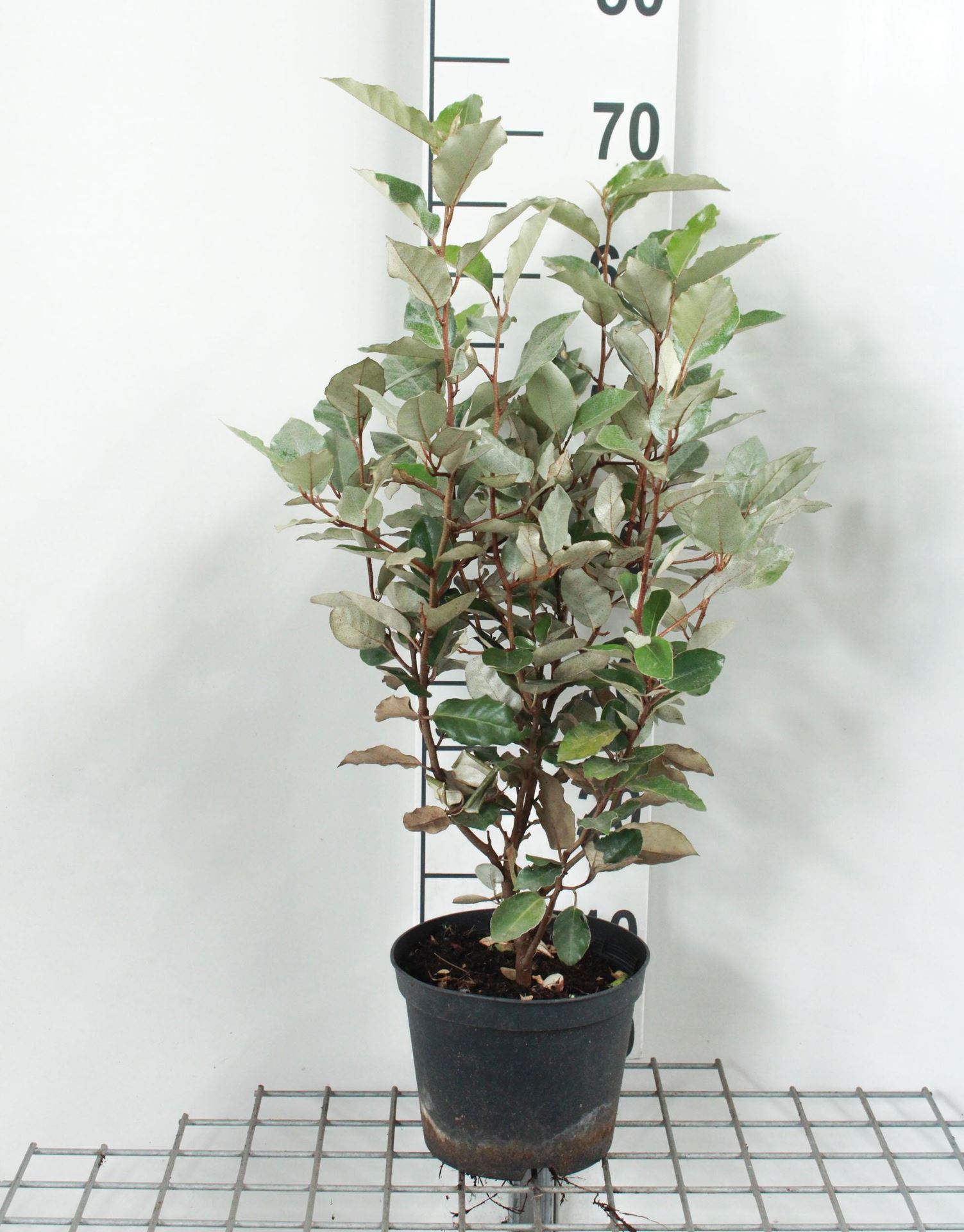 Elaeagnus x ebbingei - pot - 40-60 cm -