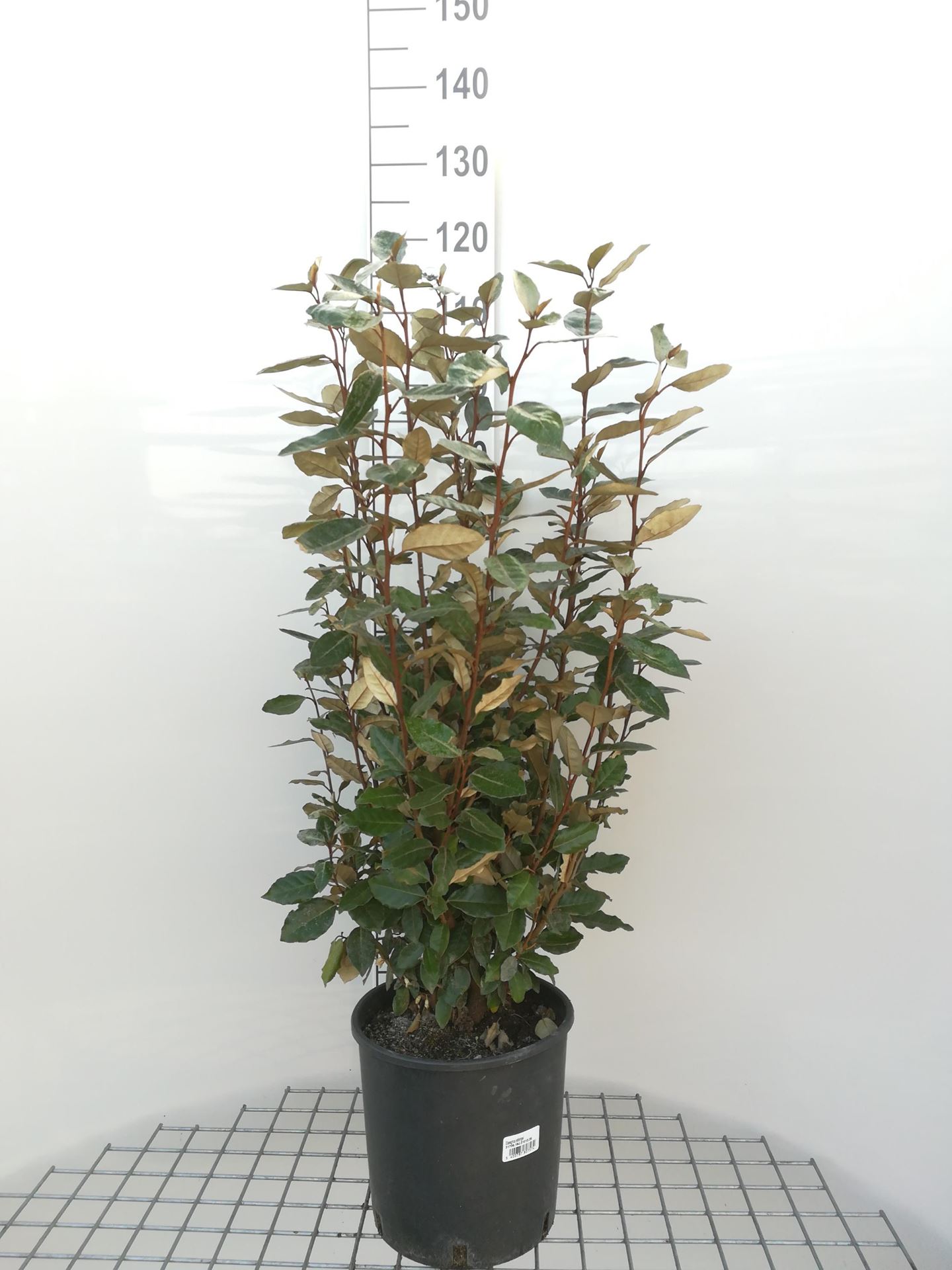 Elaeagnus x ebbingei - pot 10L - 80-100 cm afbeelding
