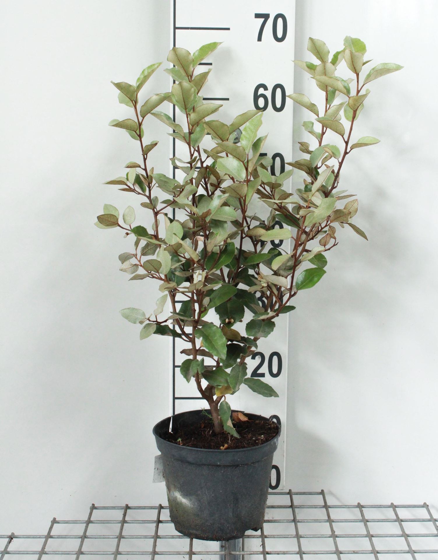 Elaeagnus x ebbingei'Compacta'- pot - 40-50 cm afbeelding