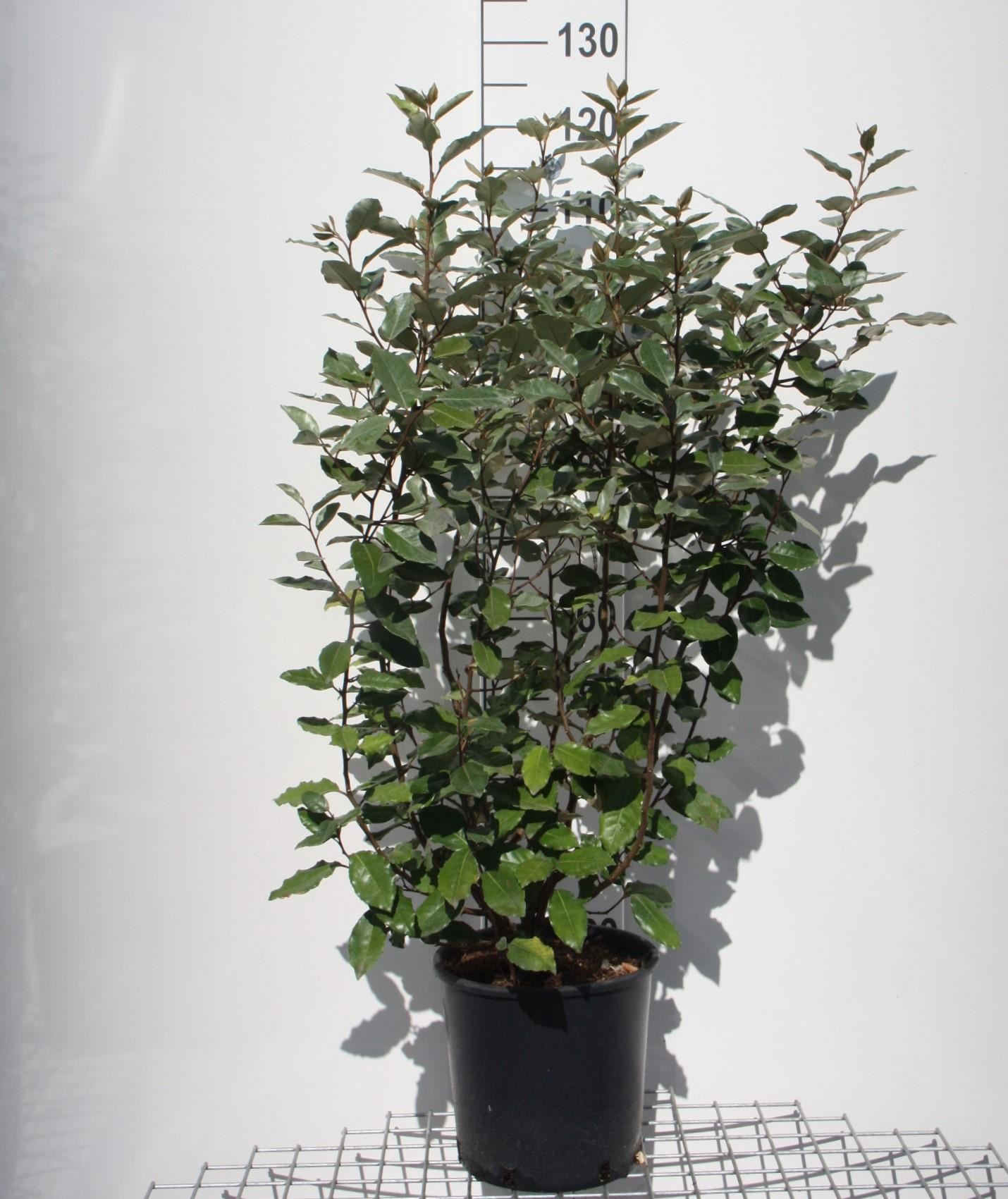 Elaeagnus x ebbingei 'Compacta' - pot 10L - 80+ cm