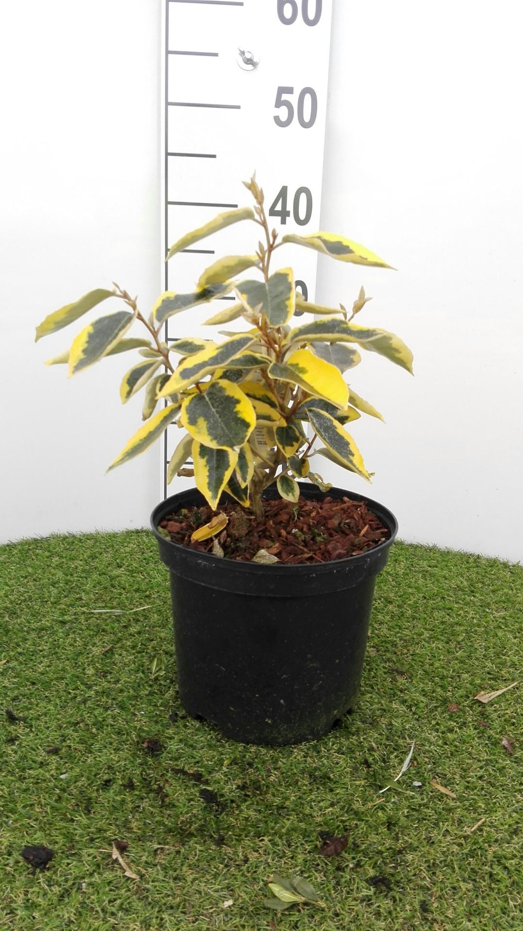 Elaeagnus x ebbingei'Gilt Edge'- pot - 30-40 cm afbeelding