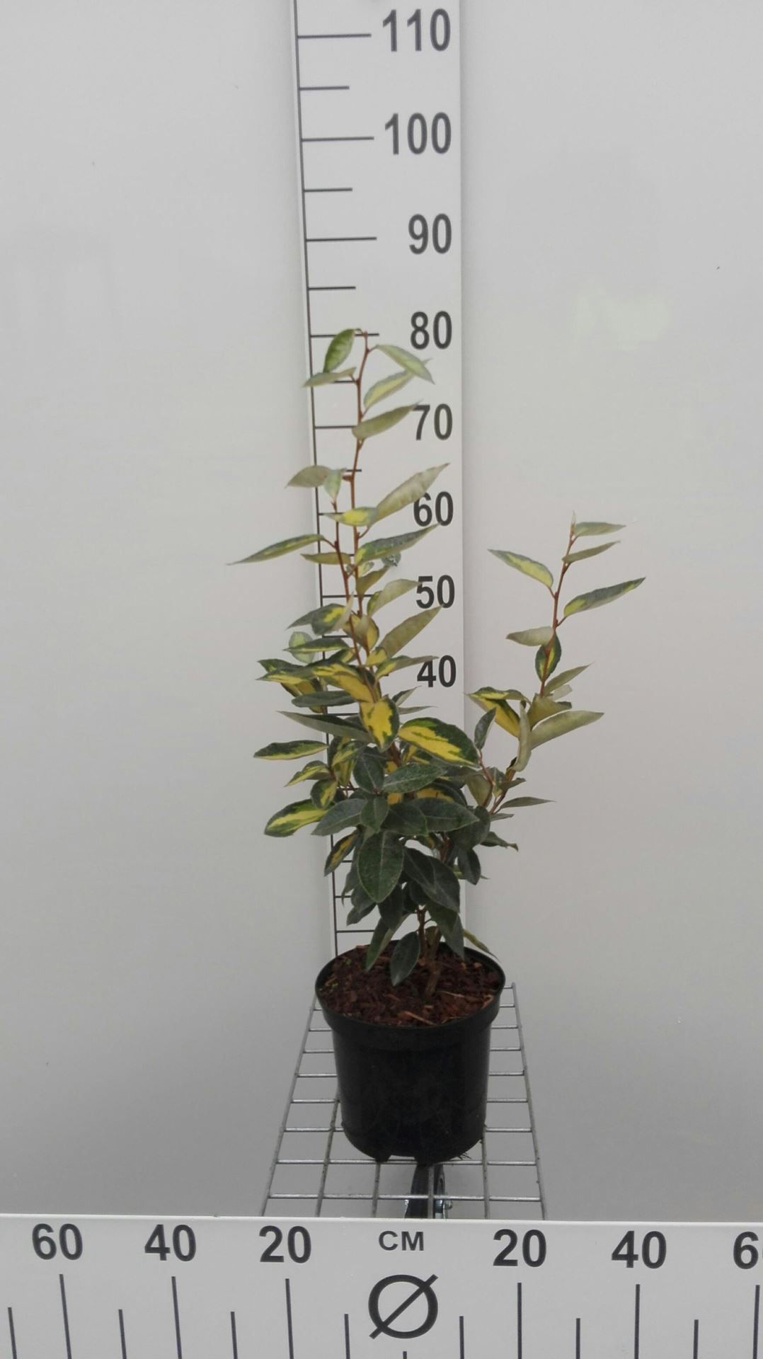 Elaeagnus x ebbingei 'Limelight' - pot - 30-40 cm -
