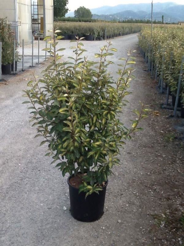 Elaeagnus x ebbingei'Limelight'- pot 18L - 100-125 cm afbeelding