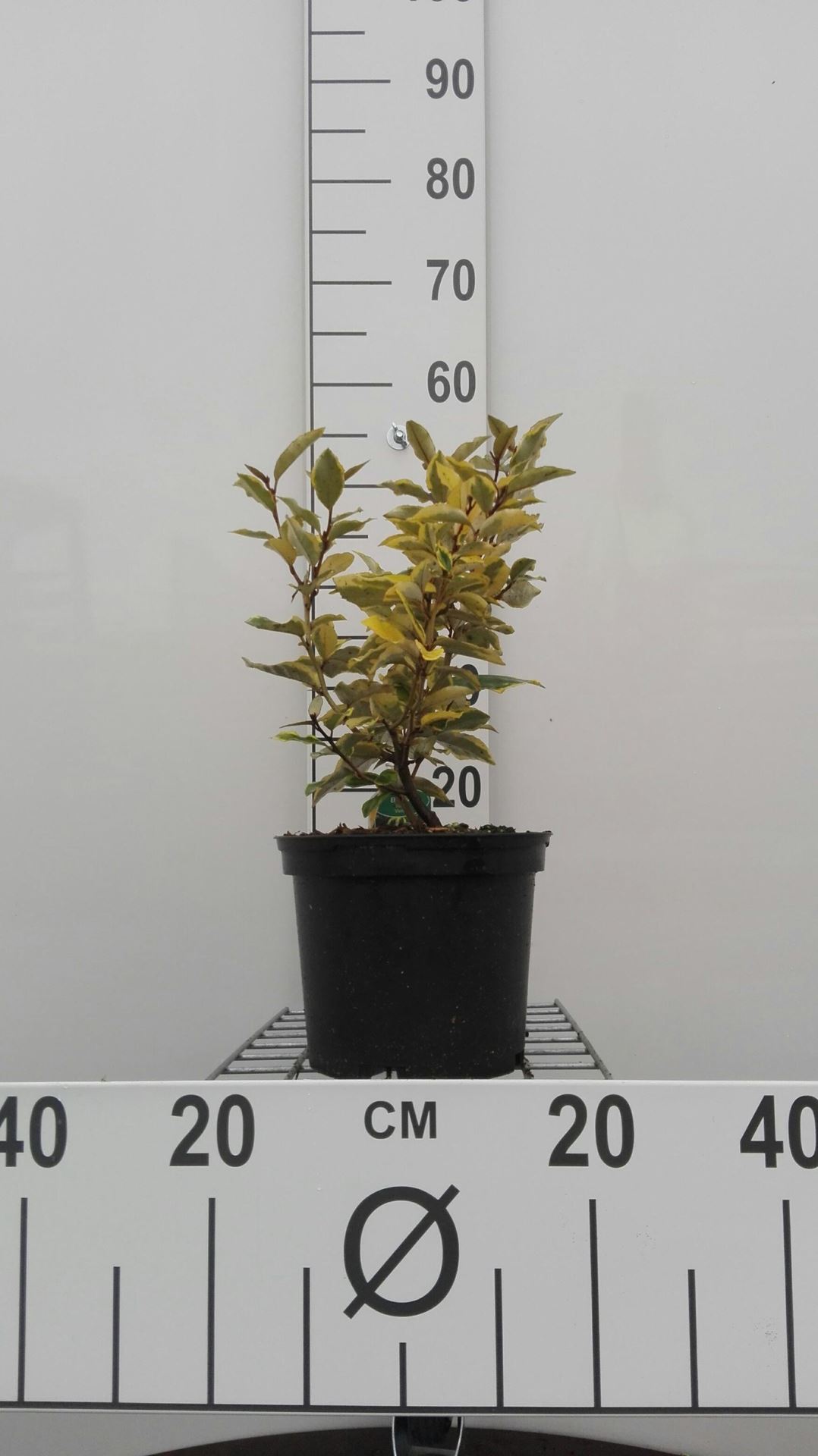 Elaeagnus x ebbingei 'Viveleg' (Chalef) - pot - 30-40 cm