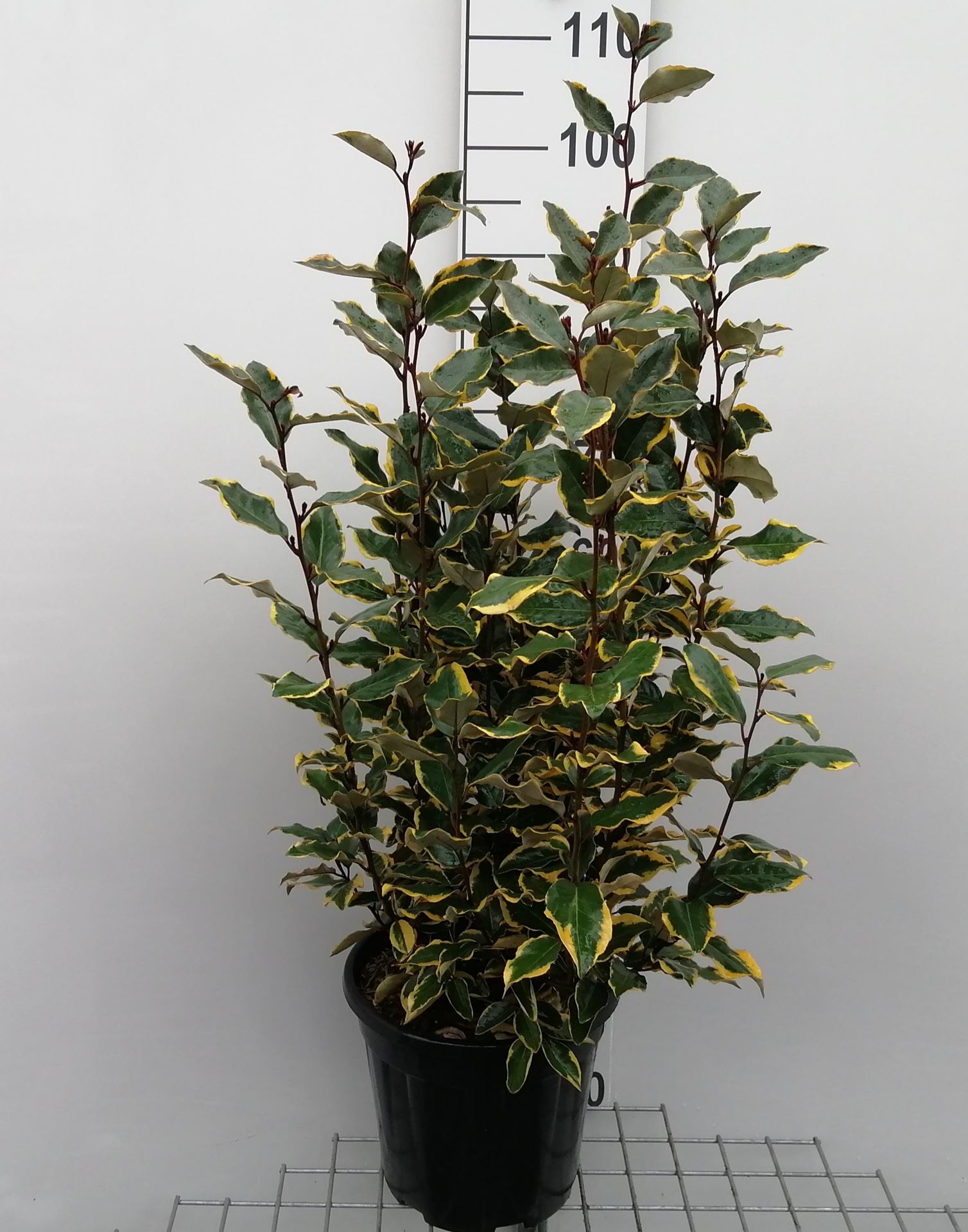 Elaeagnus x ebbingei 'Viveleg' (Chalef) - pot 10L - 60-80 cm