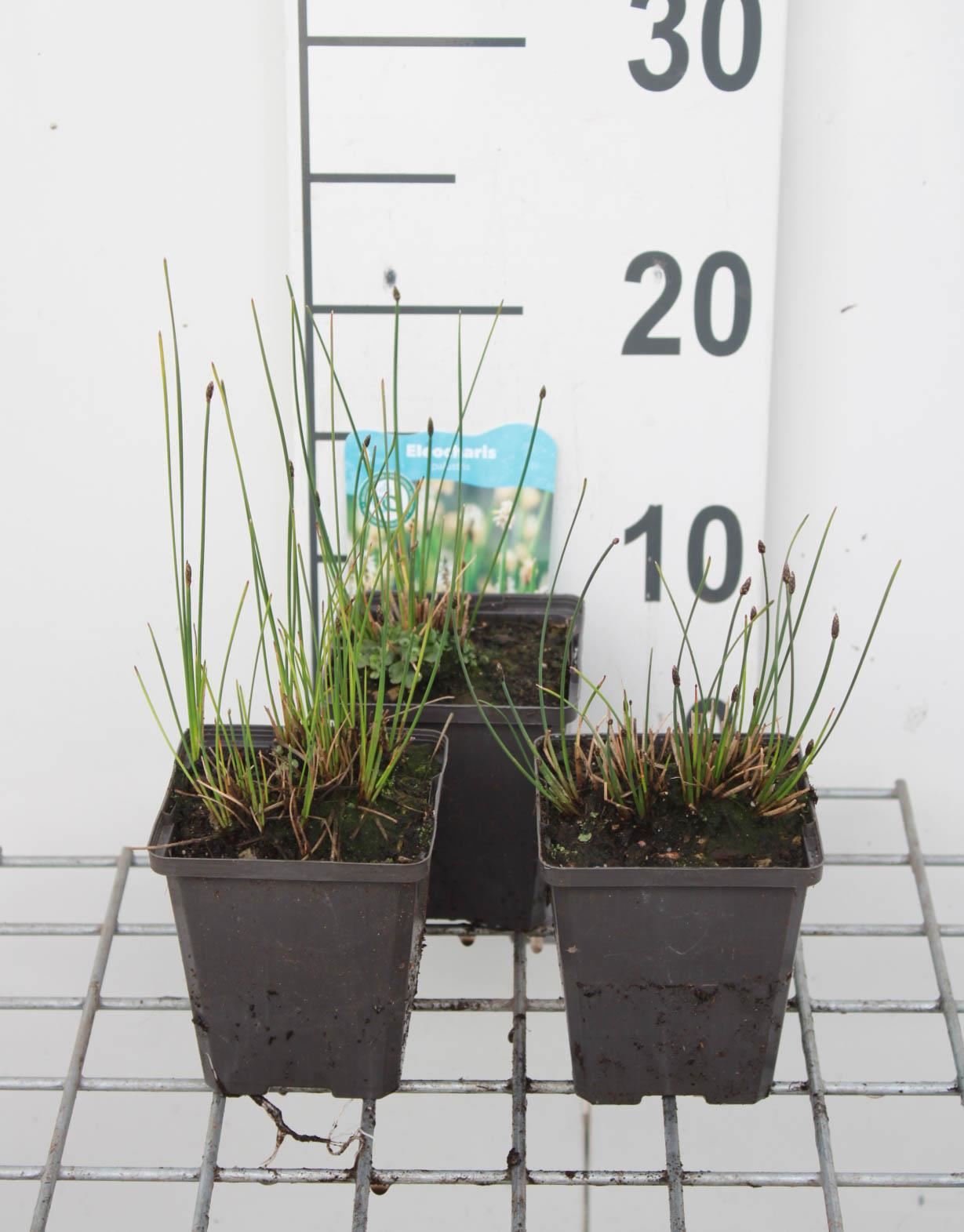 Eleocharis palustris - pot 9x9 cm - Gewone waterbies afbeelding