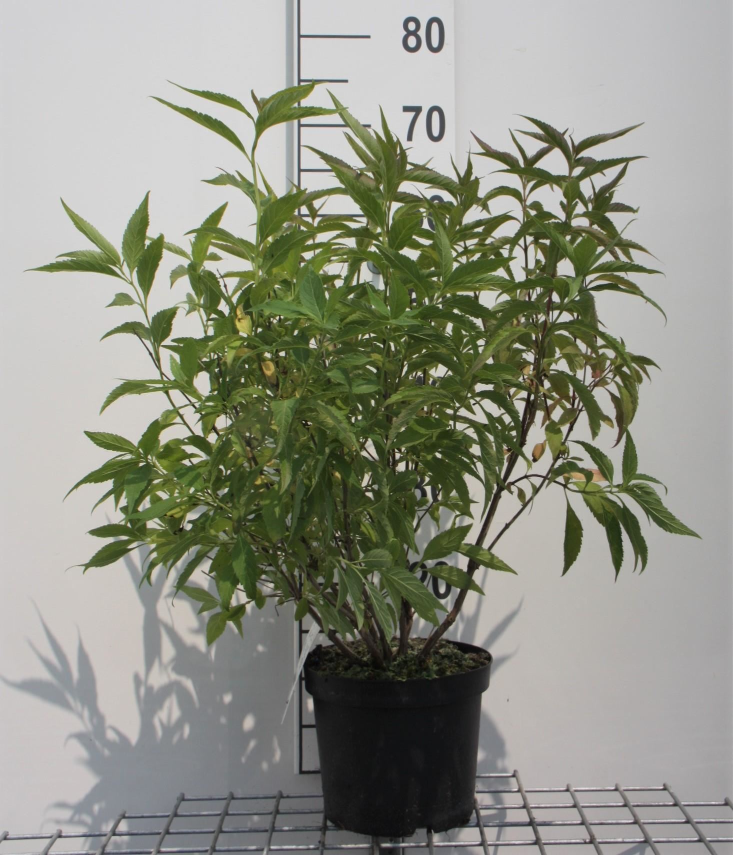 Elsholtzia stauntonii - pot - 30-40 cm afbeelding