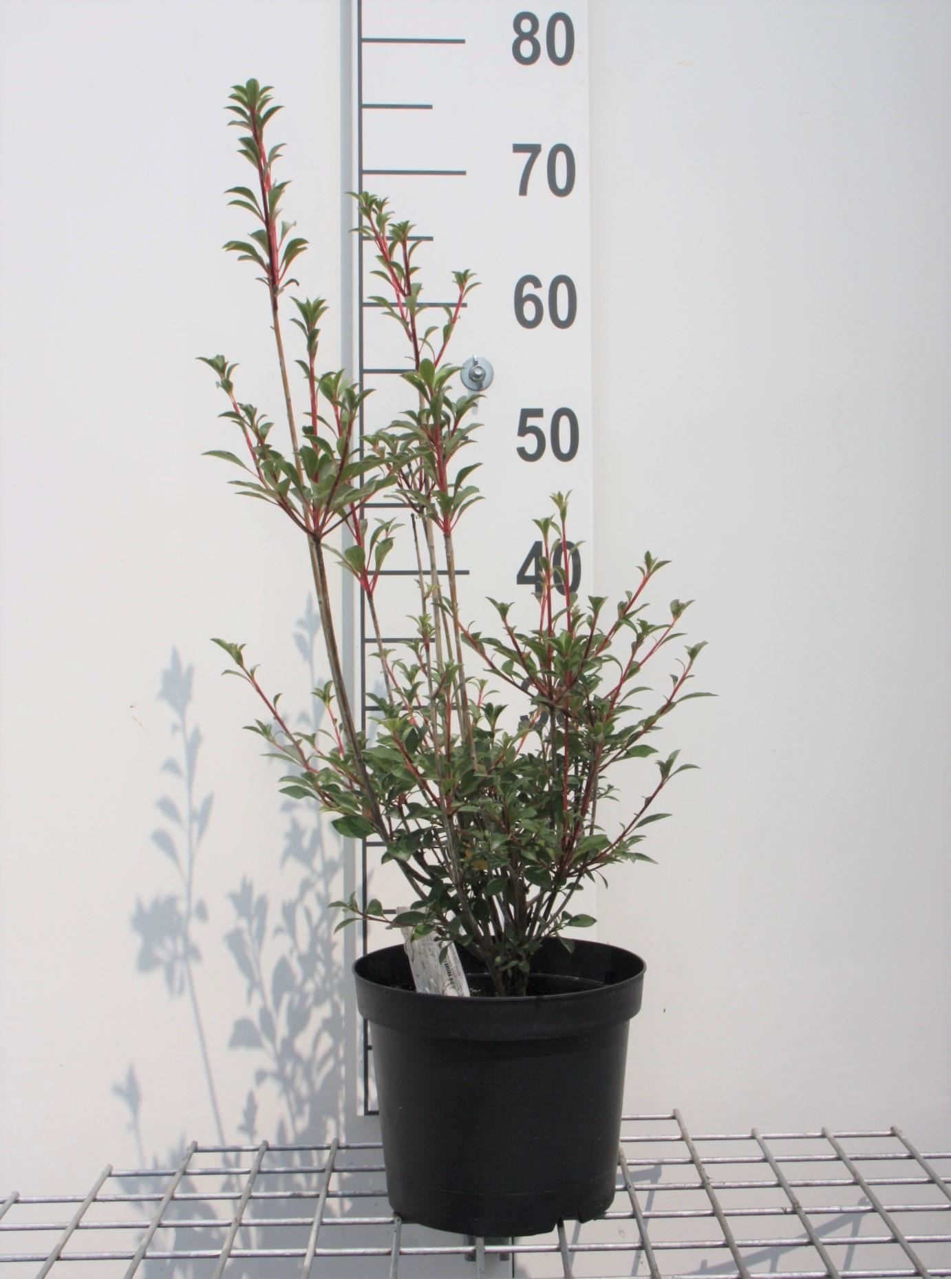 Enkianthus campanulatus - pot - 40-50 cm - Pronkklokje afbeelding