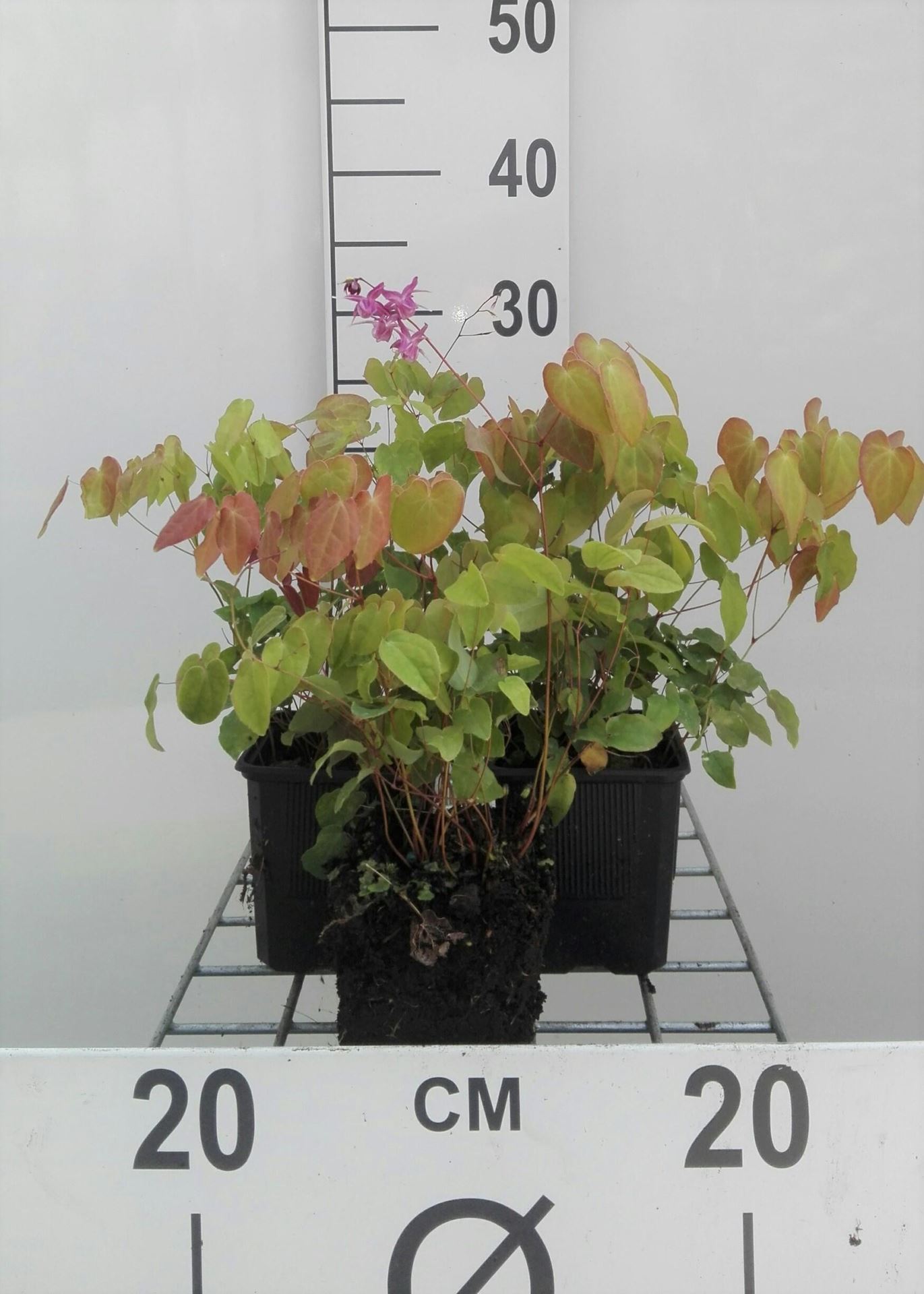 Epimedium grandiflorum'Lilafee'- pot 9x9 cm afbeelding
