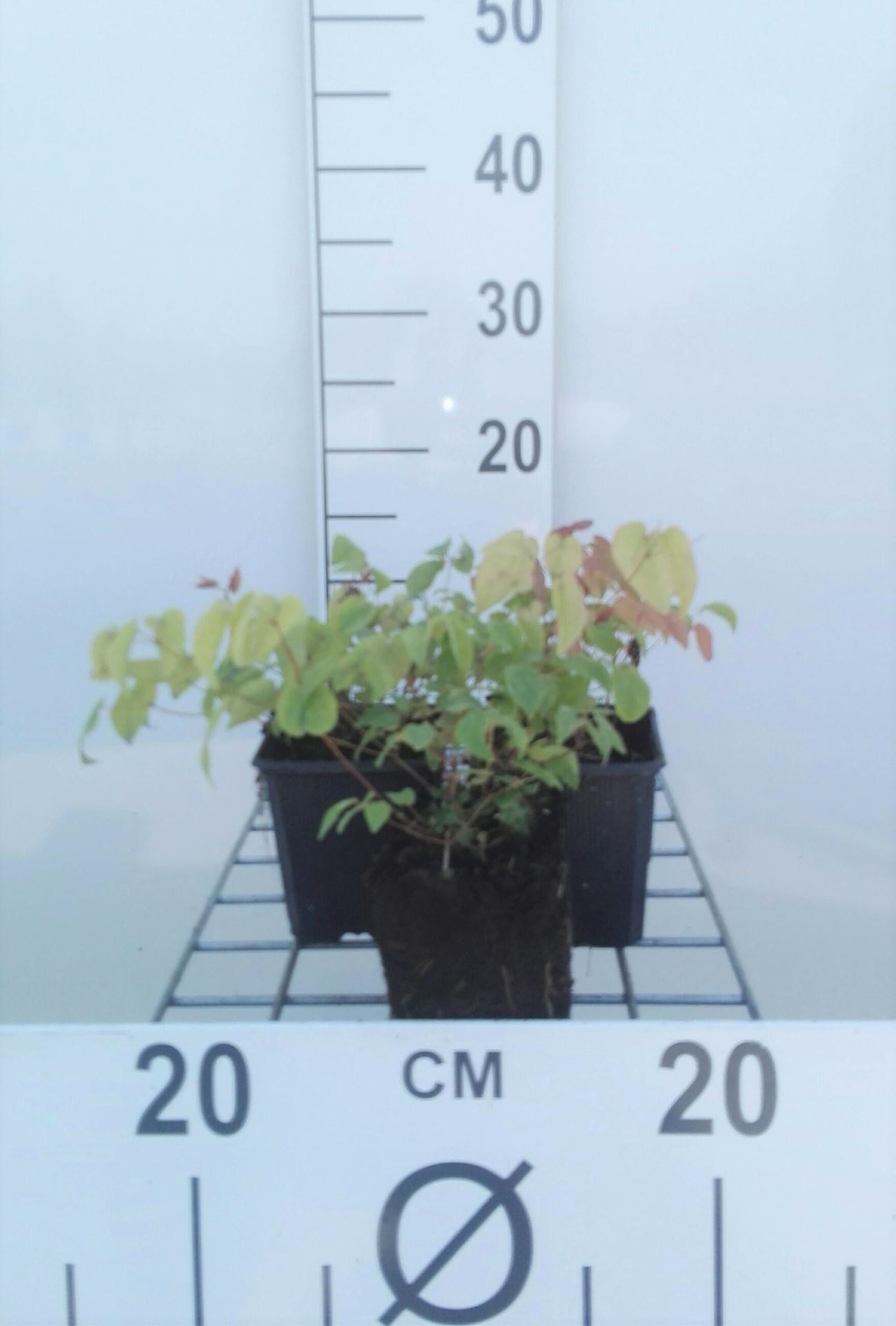 Epimedium grandiflorum - pot 9x9 cm afbeelding