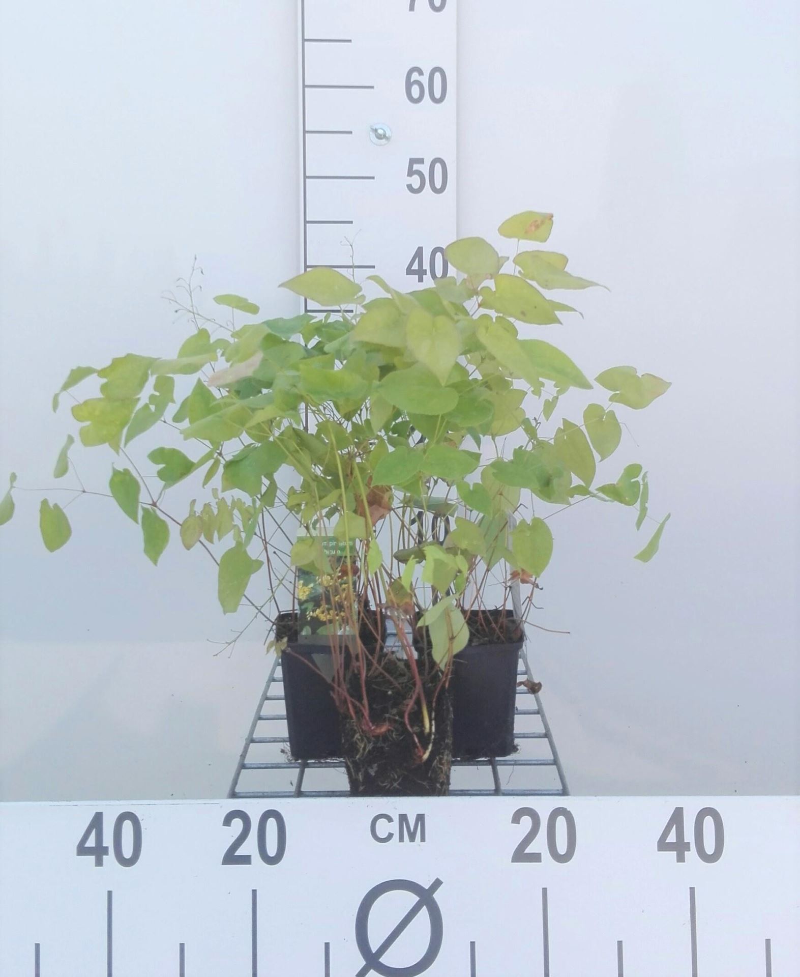 Epimedium pinnatum subsp. colchicum - pot 9x9 cm - Colchische elfenbloem afbeelding
