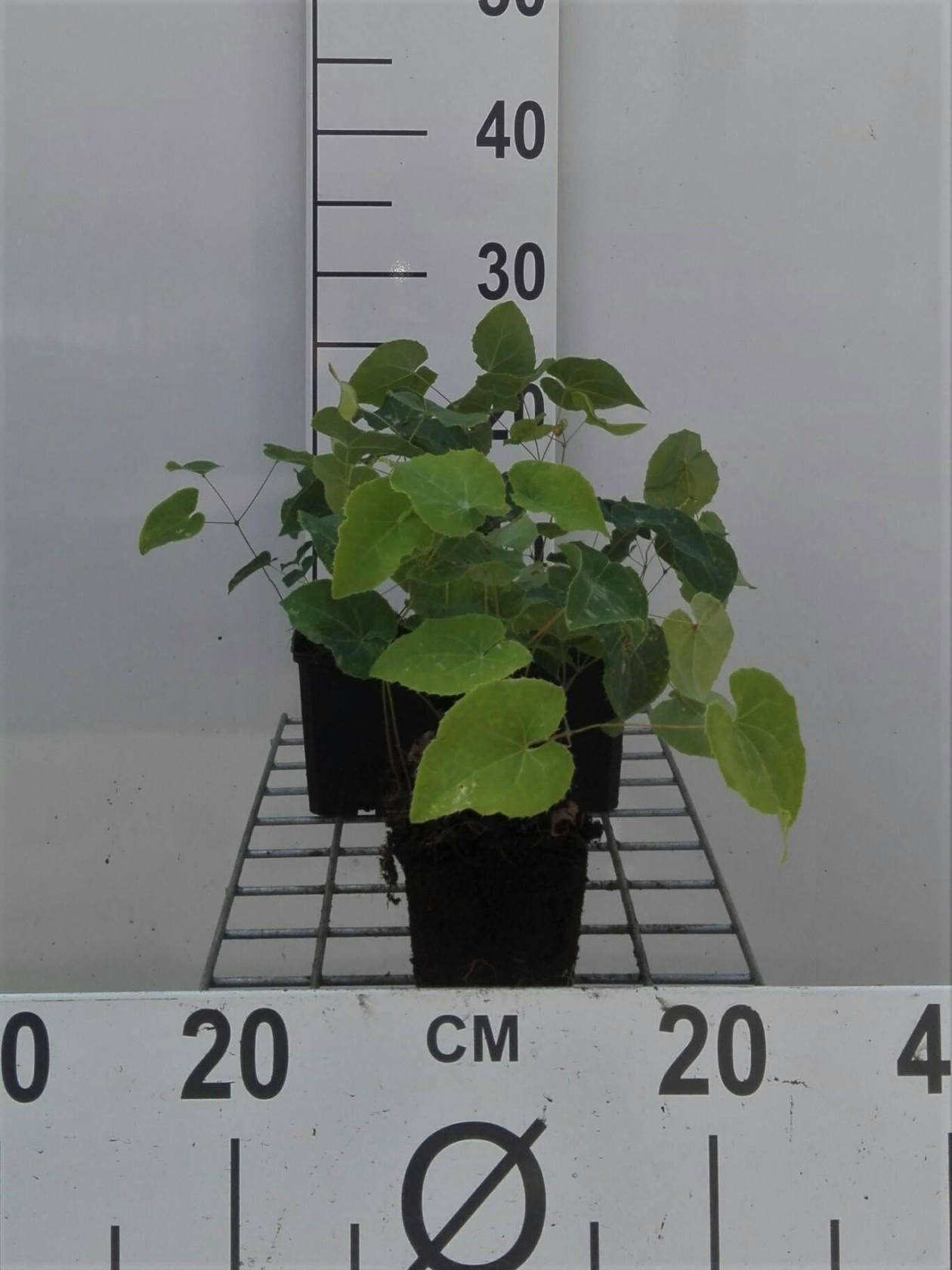 Epimedium x perralchicum'Frohnleiten'- pot 9x9 cm - Elfenbloem afbeelding