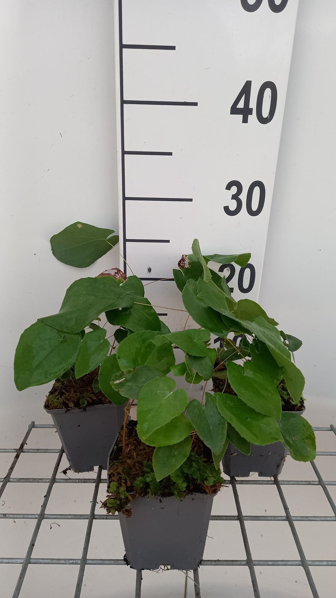 Epimedium pubigerum'Orangekönigin'- pot 9x9 cm - Elfenbloem afbeelding
