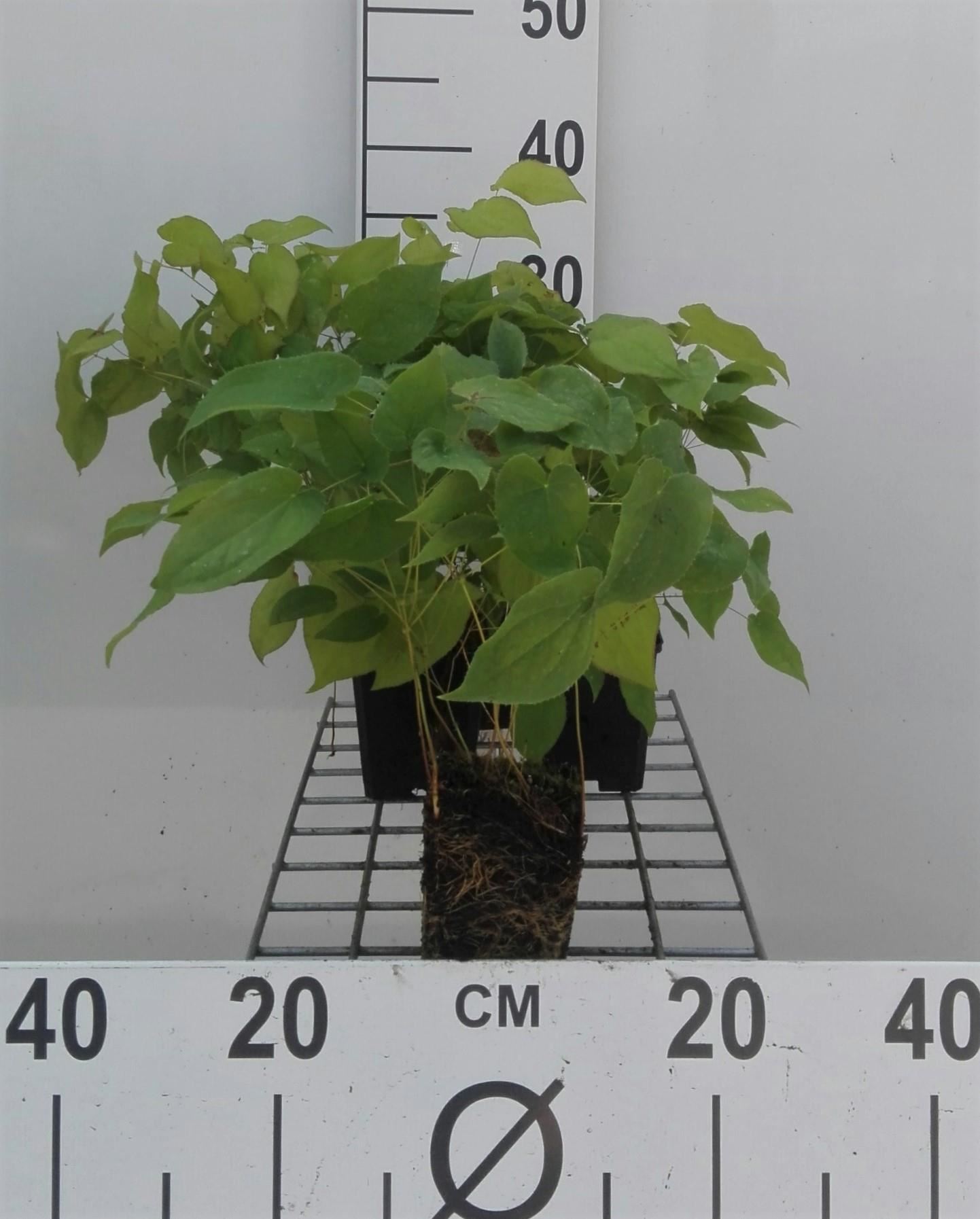 Epimedium x rubrum - pot 9x9 cm - Elfenbloem afbeelding