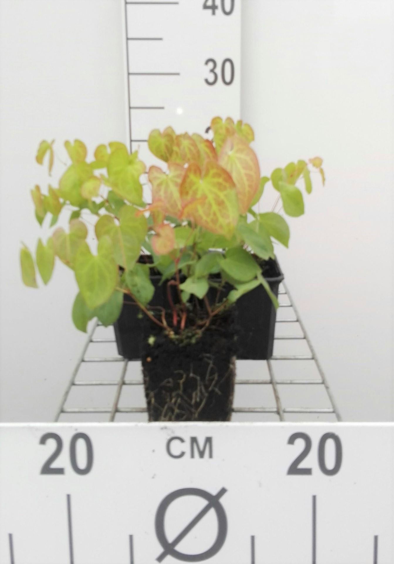Epimedium x versicolor'Sulphureum'- pot 9x9 cm - Elfenbloem afbeelding