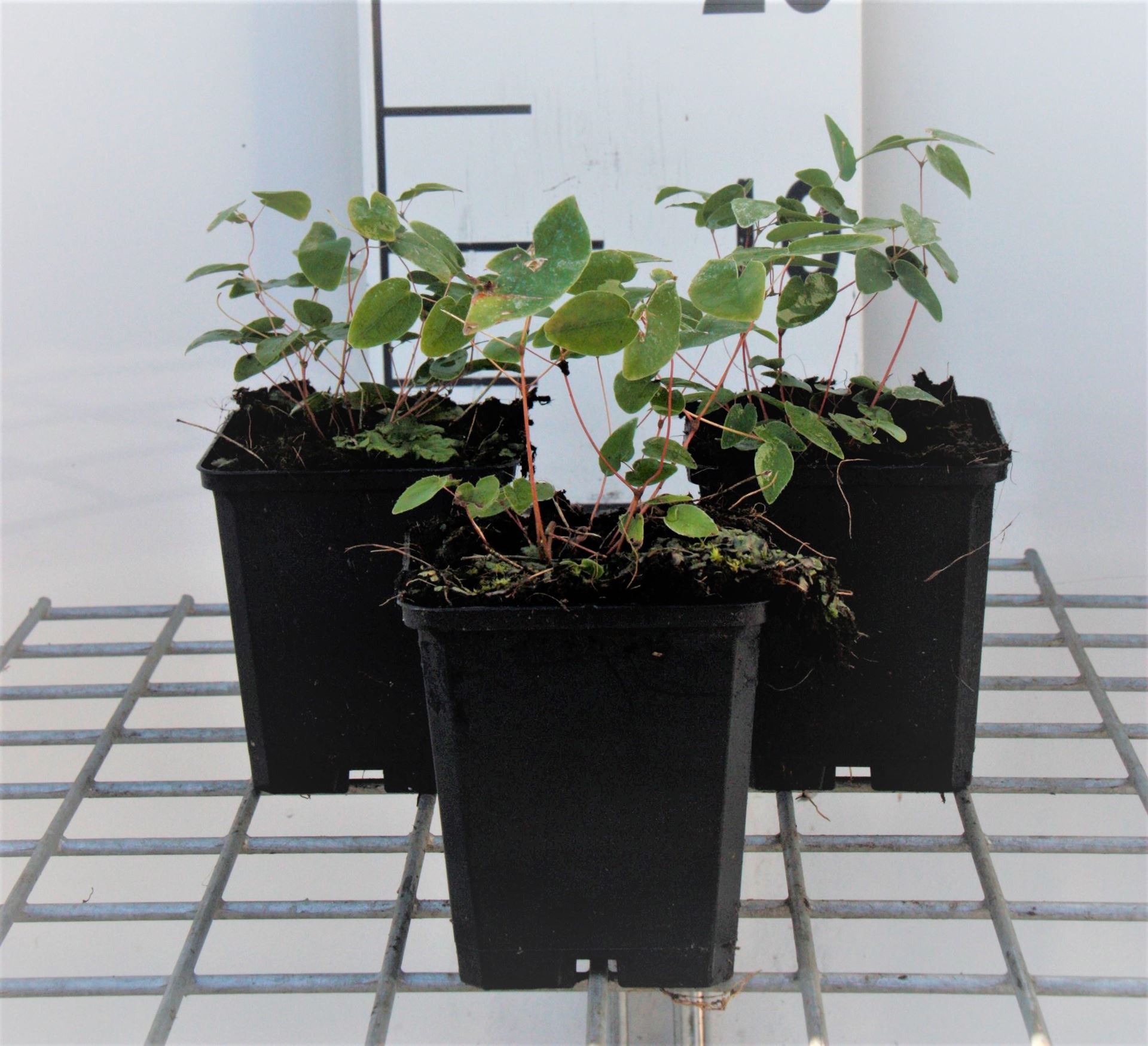 Epimedium x youngianum'Niveum'- pot 9x9 cm afbeelding