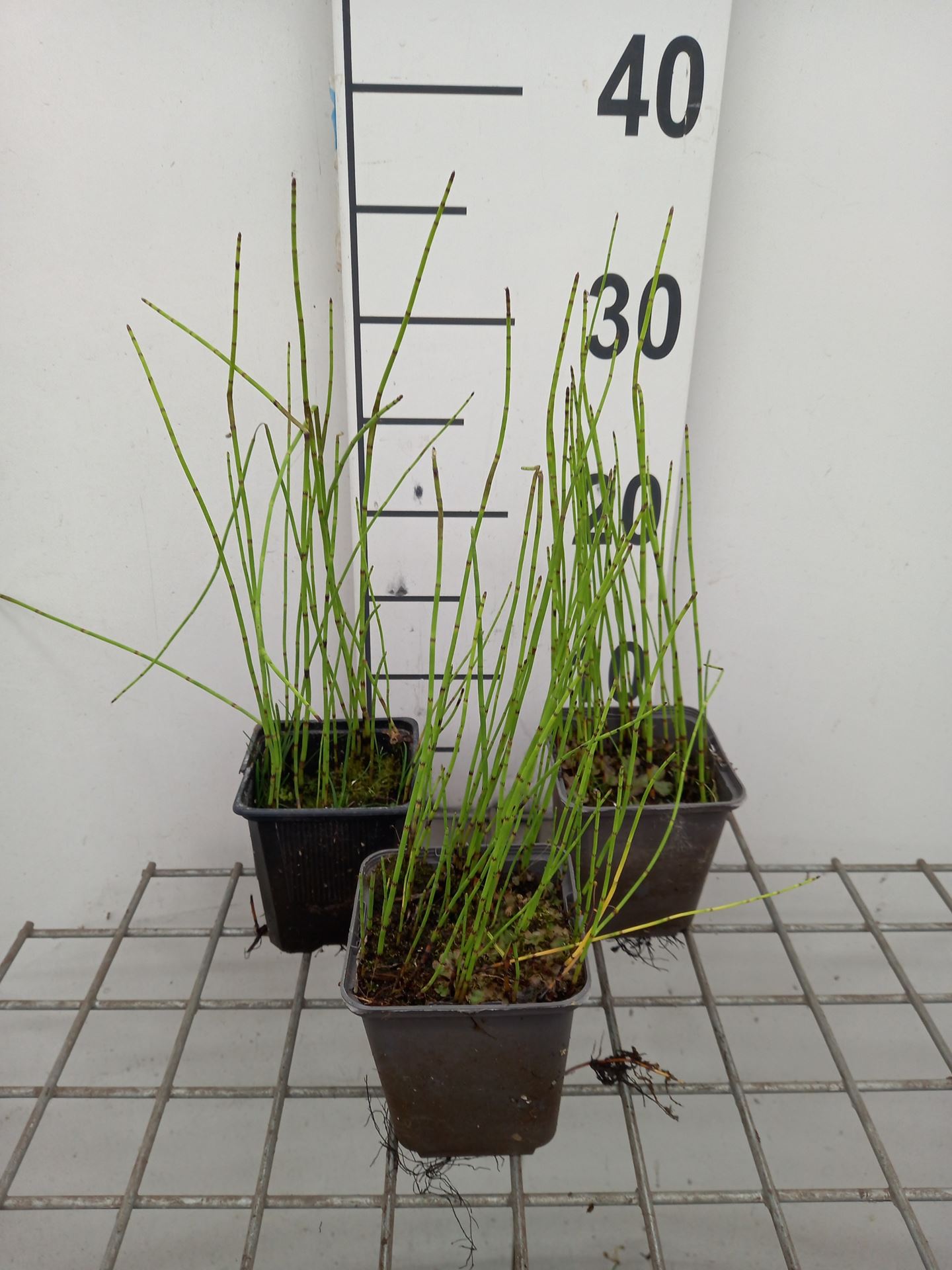 Equisetum fluviatile - pot 9x9 cm afbeelding