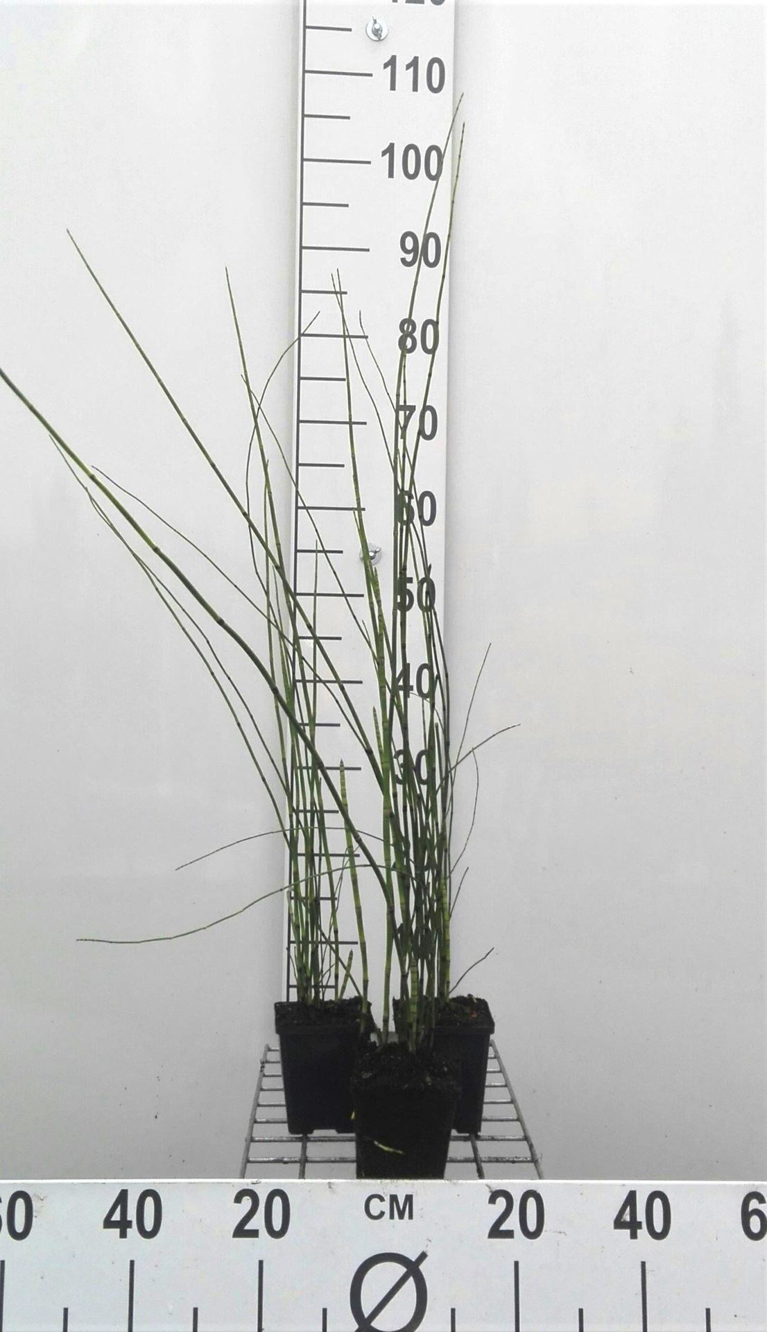 Equisetum'Japonicum'- pot 9x9 cm afbeelding