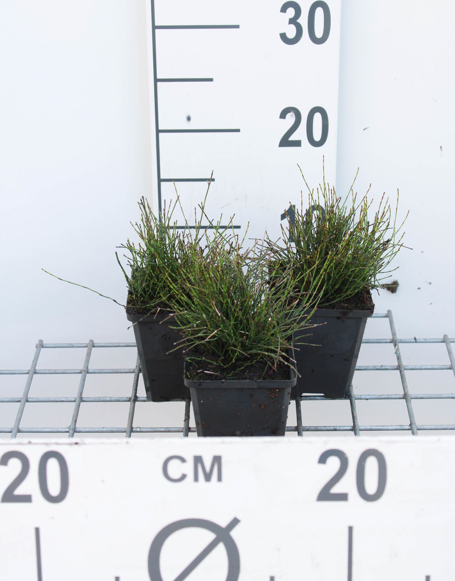 Equisetum scirpoides - pot 9x9 cm - Dwergholpijp afbeelding
