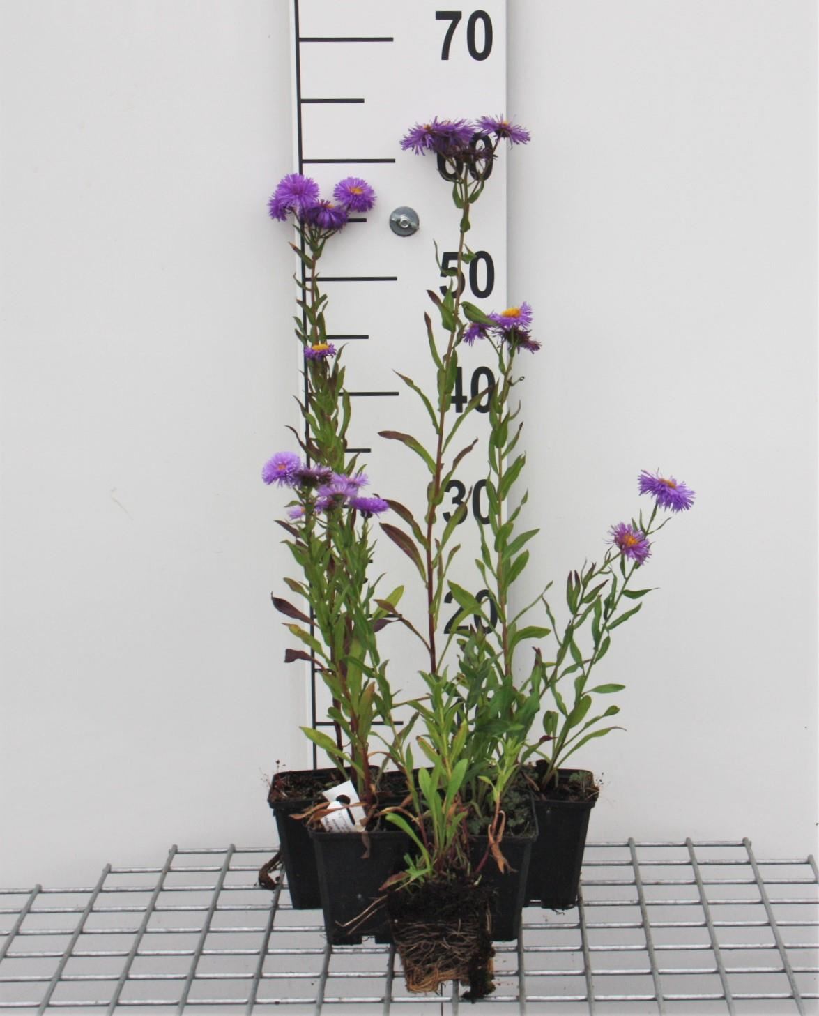 Erigeron'Azure Beauty'- pot 9x9 cm afbeelding