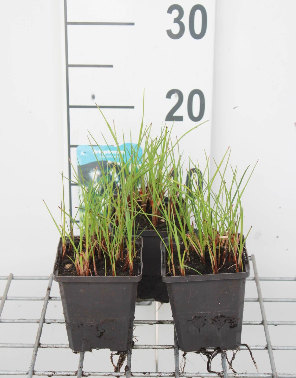 Eriophorum angustifolium - pot 9x9 cm afbeelding