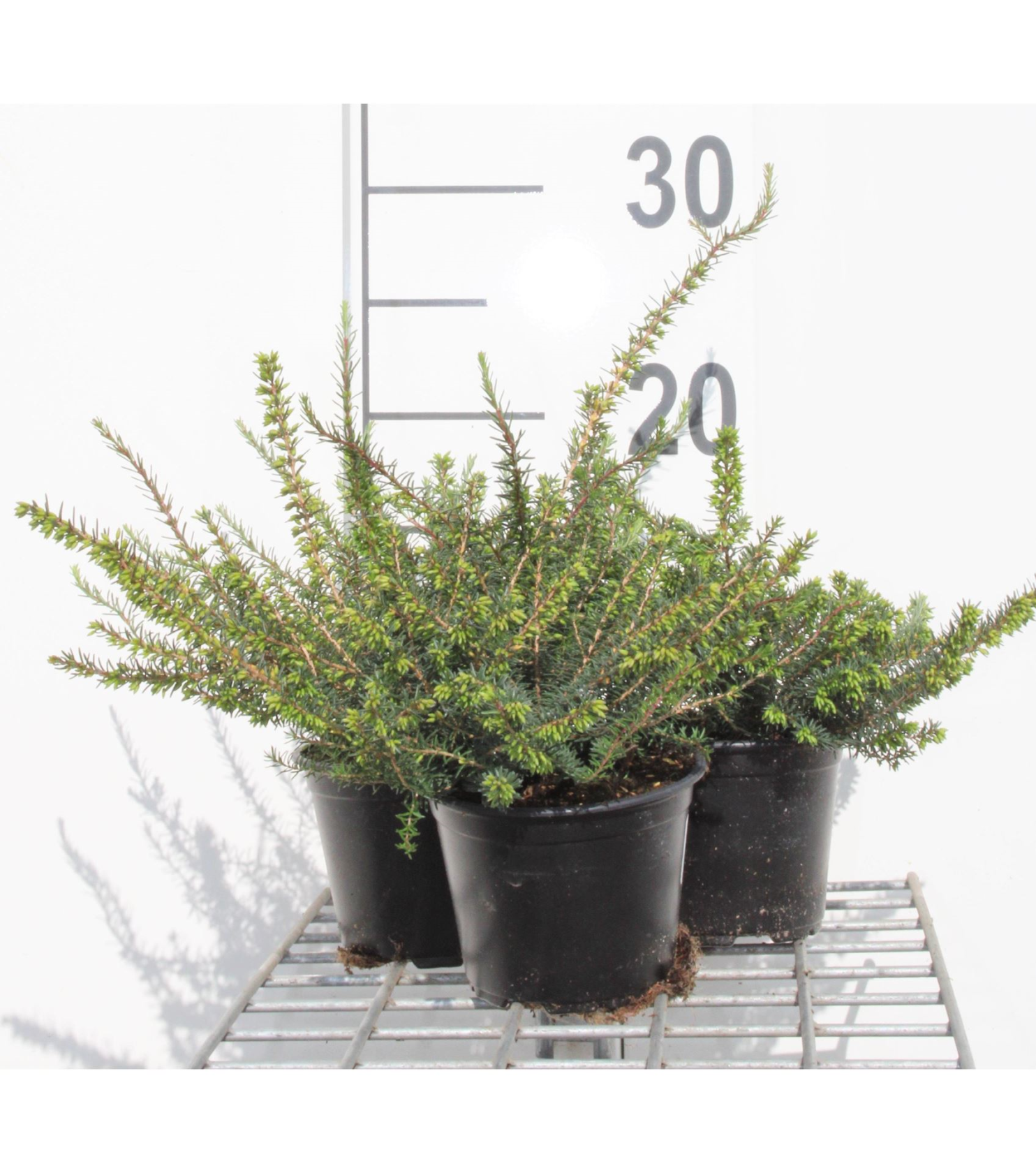 Erica x darleyensis'Kramer's Rote'- pot diameter 10,5 cm - 10-12 cm - afbeelding