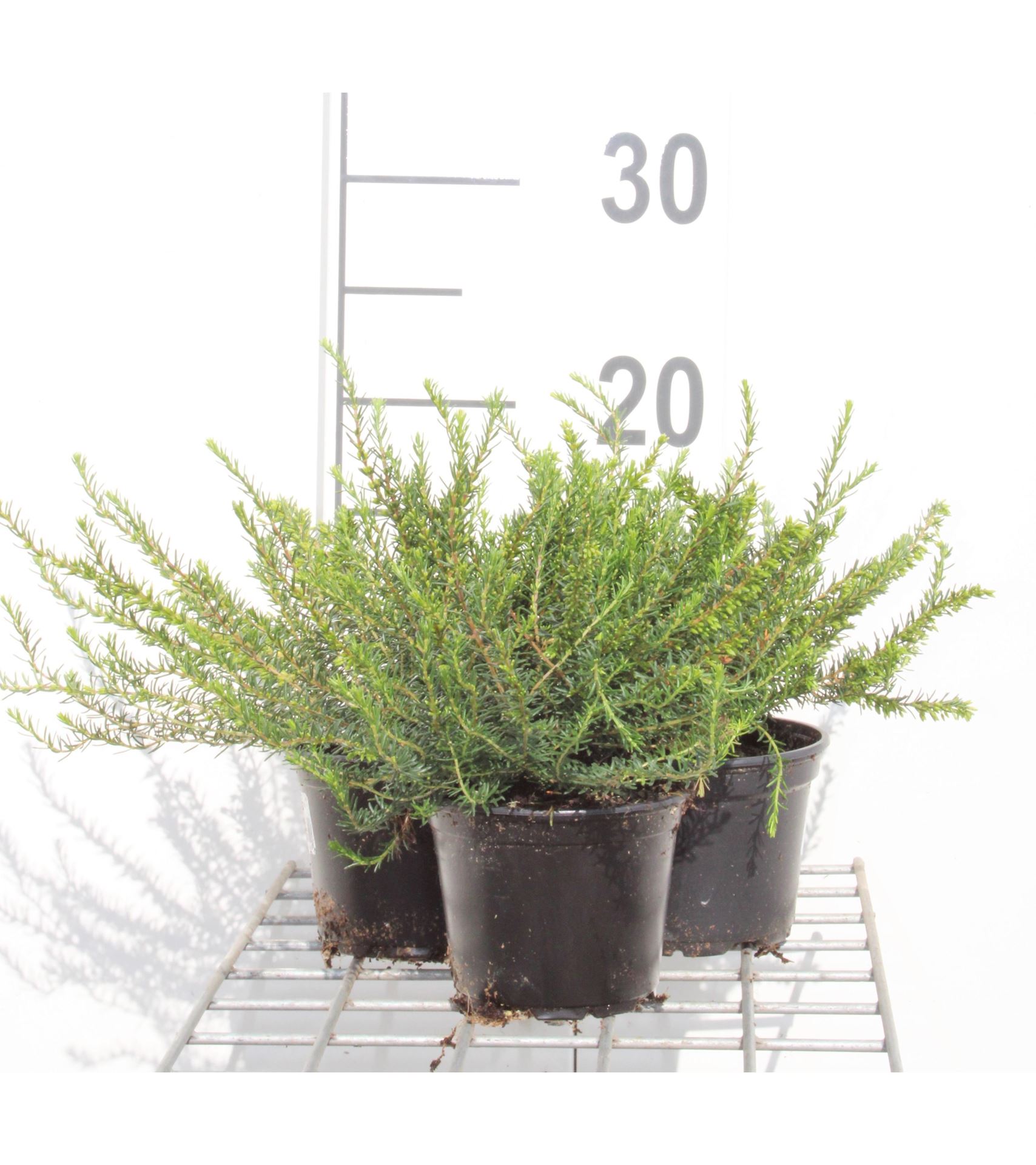 Erica x darleyensis'Ghost Hills'- pot diameter 10,5 cm - 10-12 cm - afbeelding