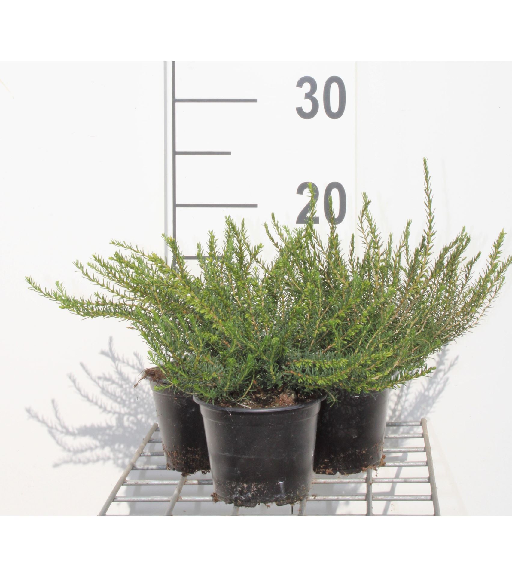 Erica x darleyensis'White Perfection'- pot diameter 10,5 cm - 10-12 cm afbeelding