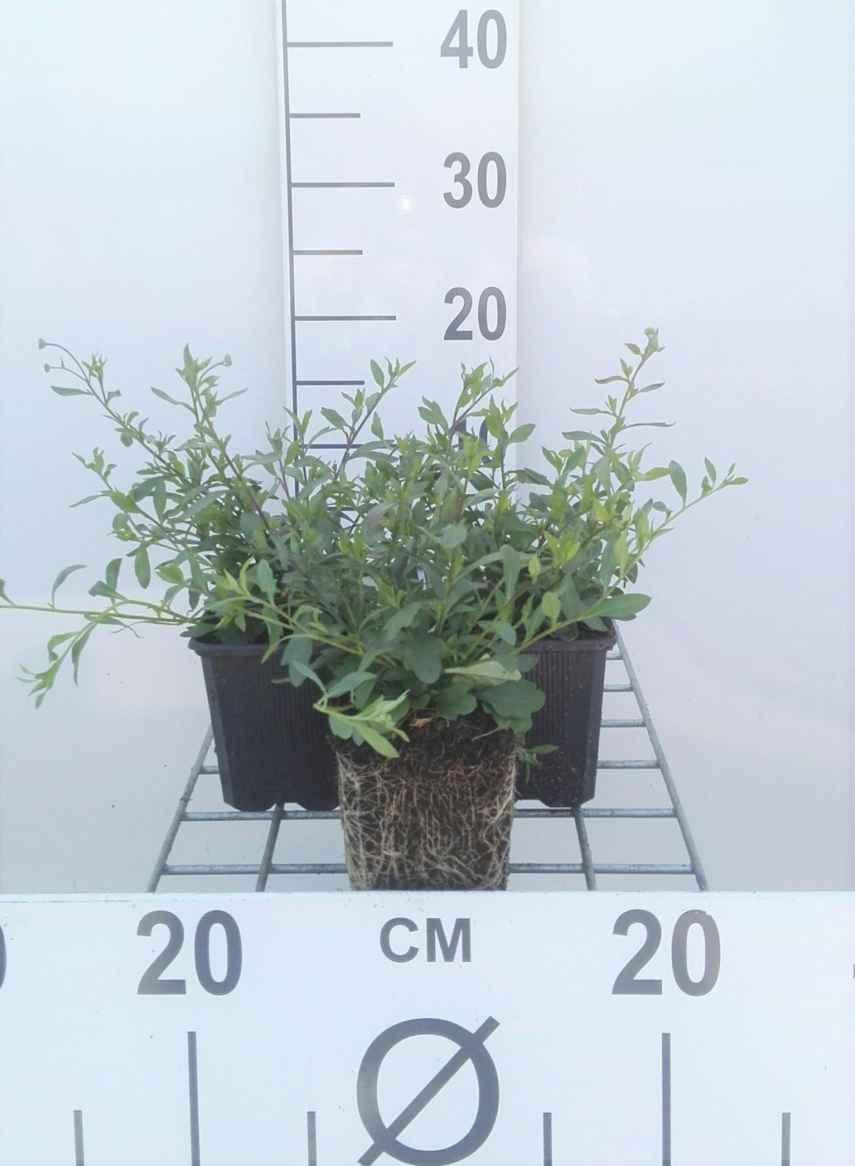 Erigeron karvinskianus - Muurfijnstraal - pot 9x9 cm - Muurfijnstraal afbeelding