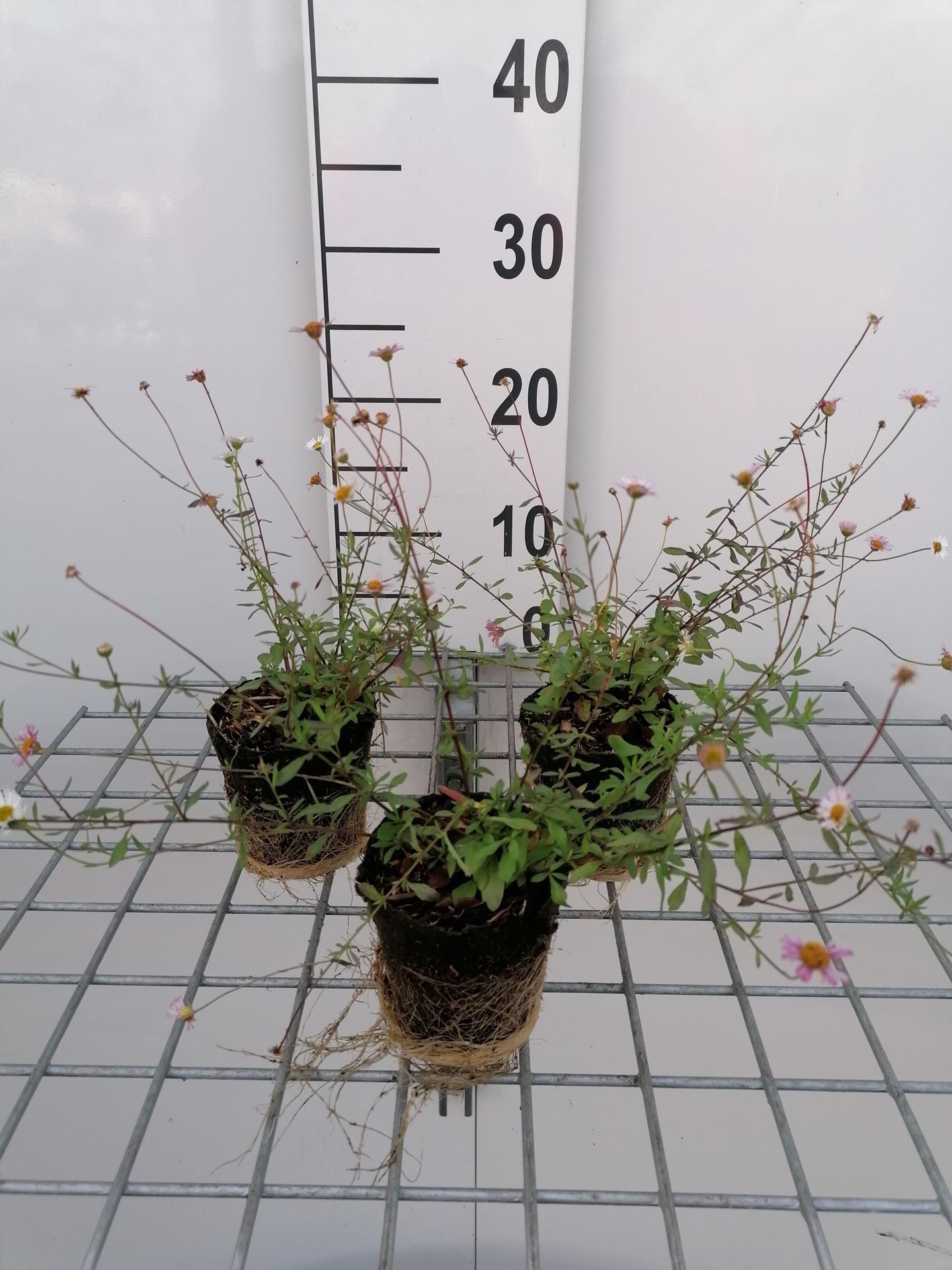 Erigeron karvinskianus - biopot diameter 8 cm afbeelding