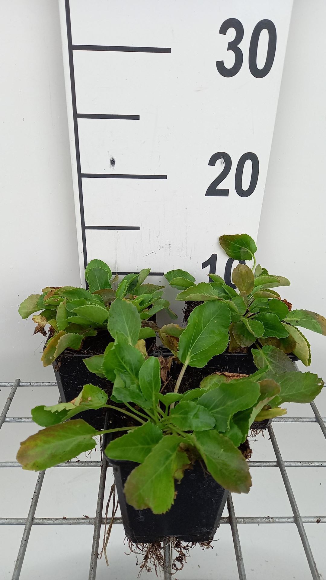 Eryngium planum - pot 9x9 cm - Vlakke kruisdistel / Vlakbladige kruisdistel afbeelding