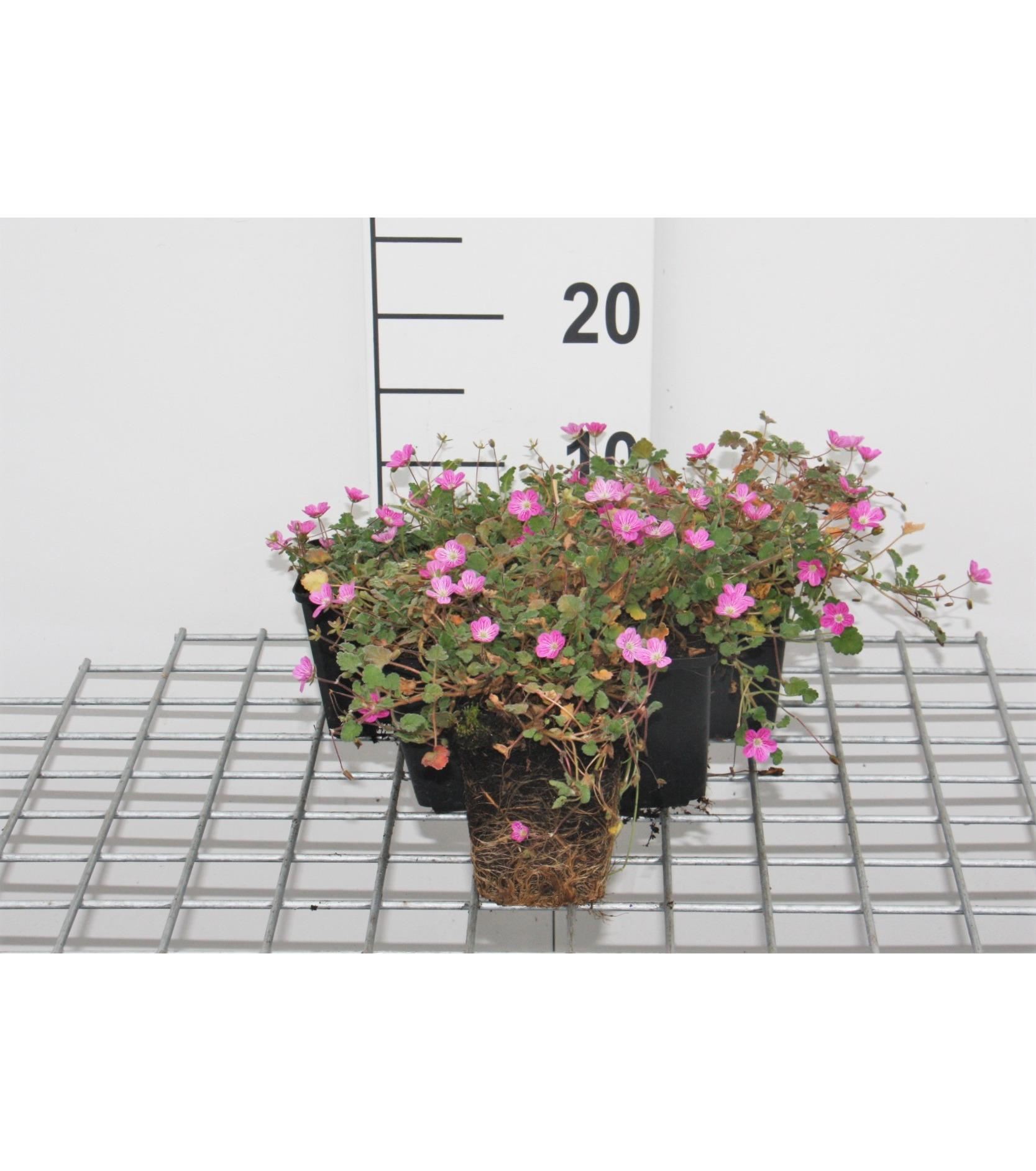 Erodium x variabile'Bishop's Form'- pot 9x9 cm afbeelding