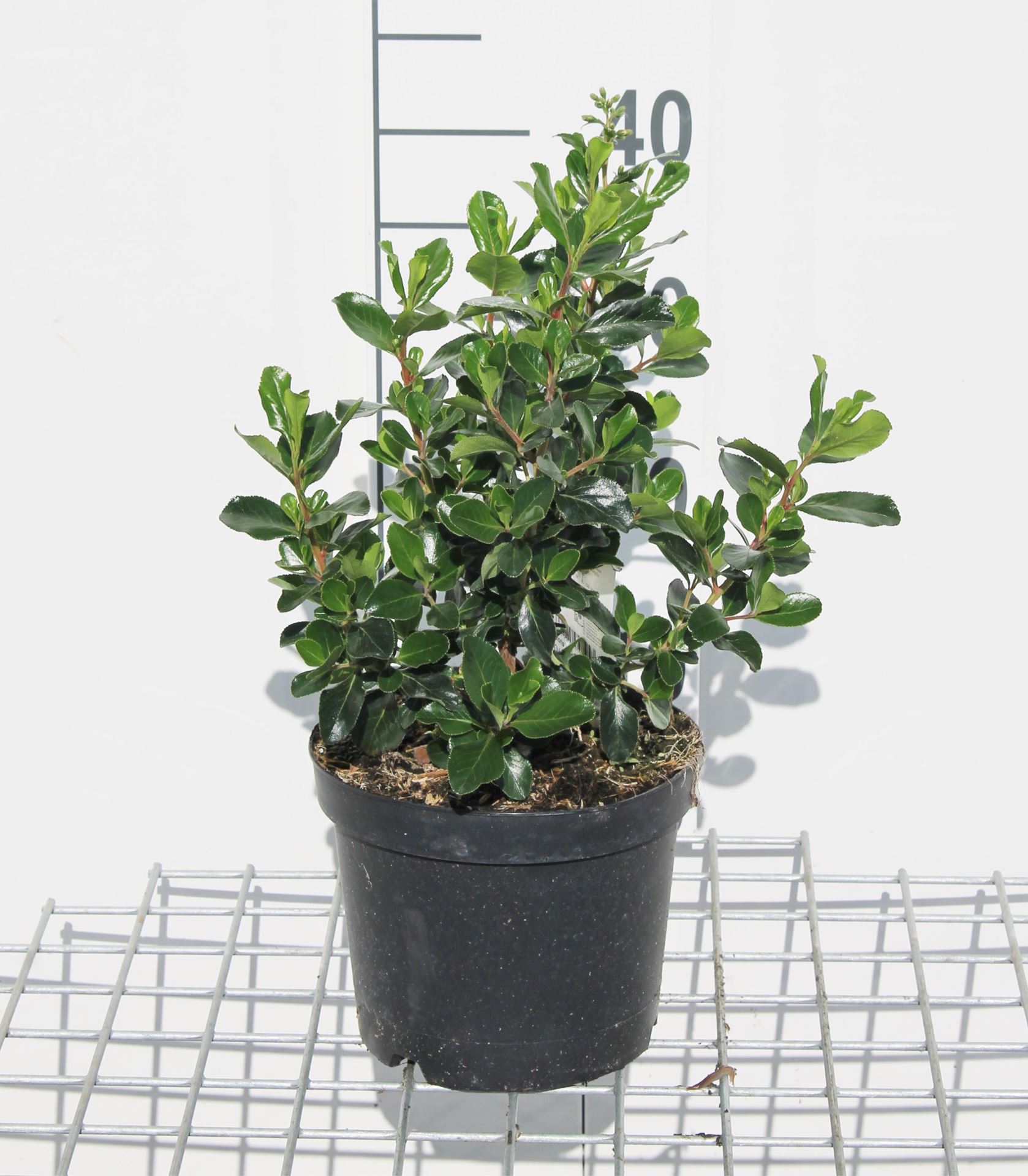 Escallonia 'Iveyi' - pot - 30-40 cm