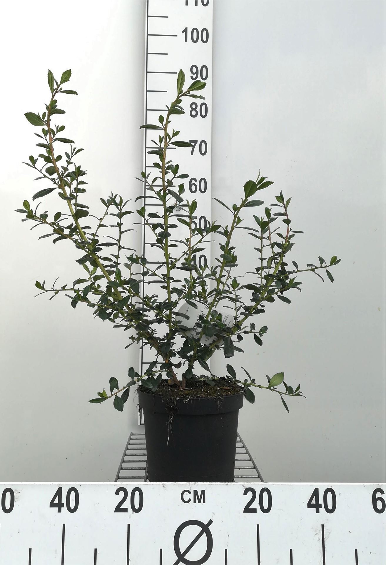Escallonia rubra'Crimson Spire'- pot - 40-50 cm afbeelding