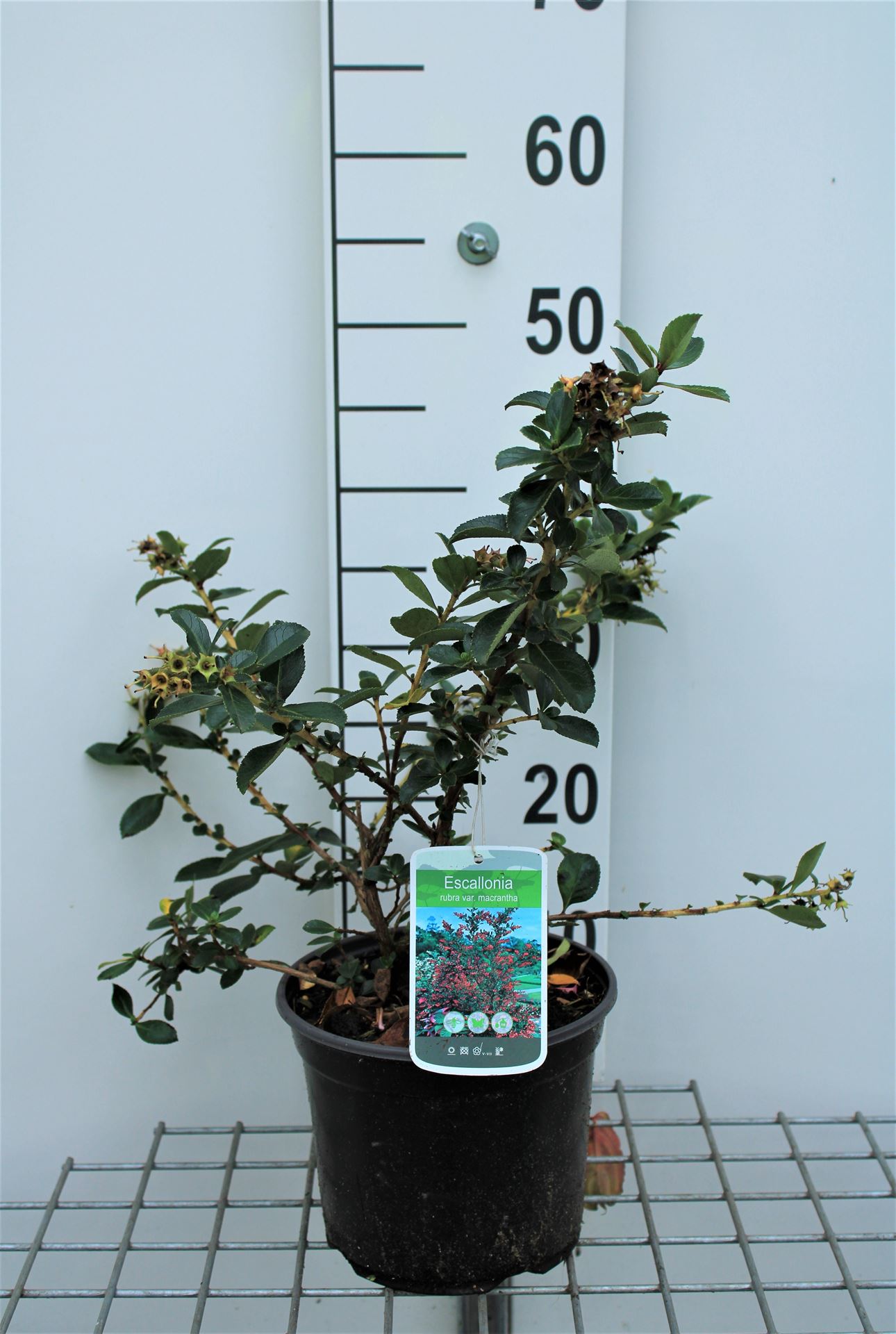 Escallonia rubra var. macrantha - pot - 40-50 cm