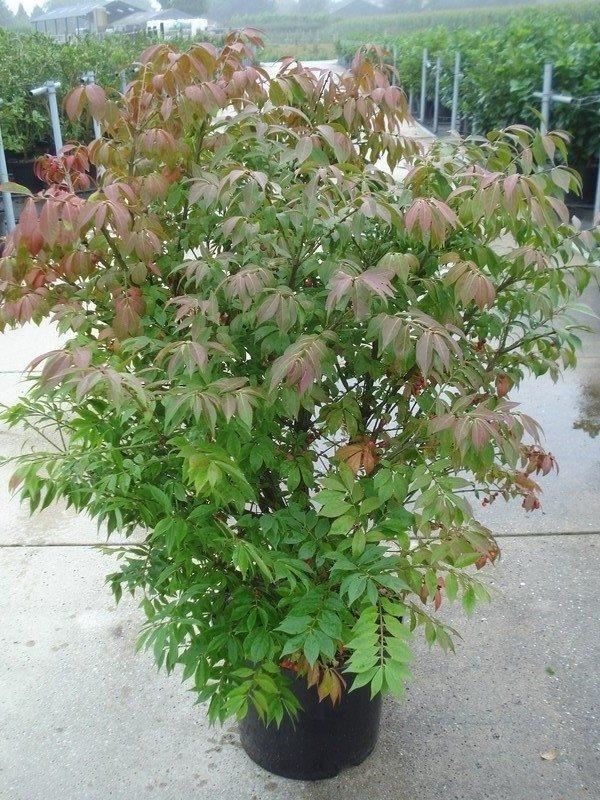 Euonymus alatus'Compactus'- pot 12L - 60-80 cm afbeelding