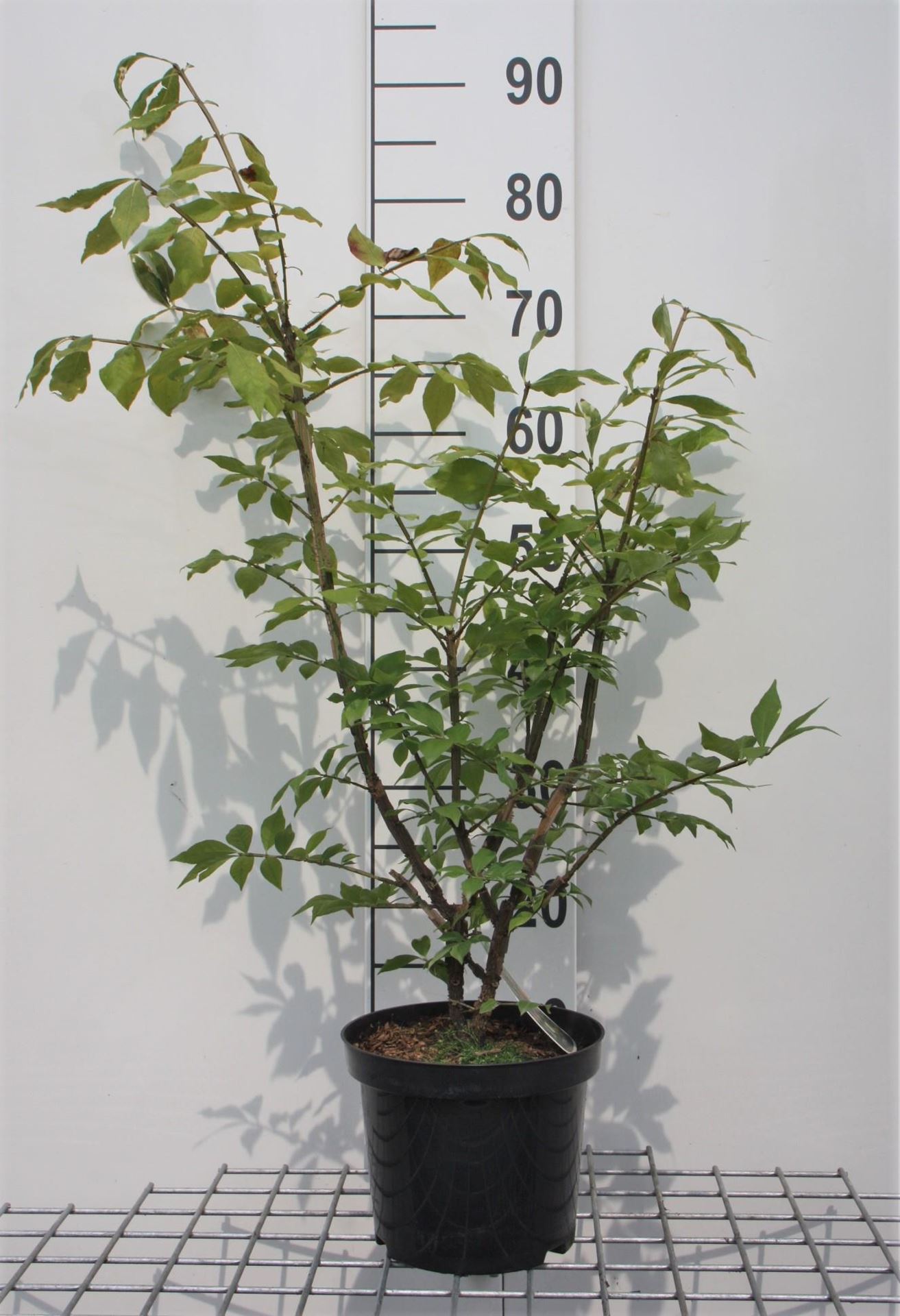 Euonymus alatus - pot - 30-40 cm afbeelding
