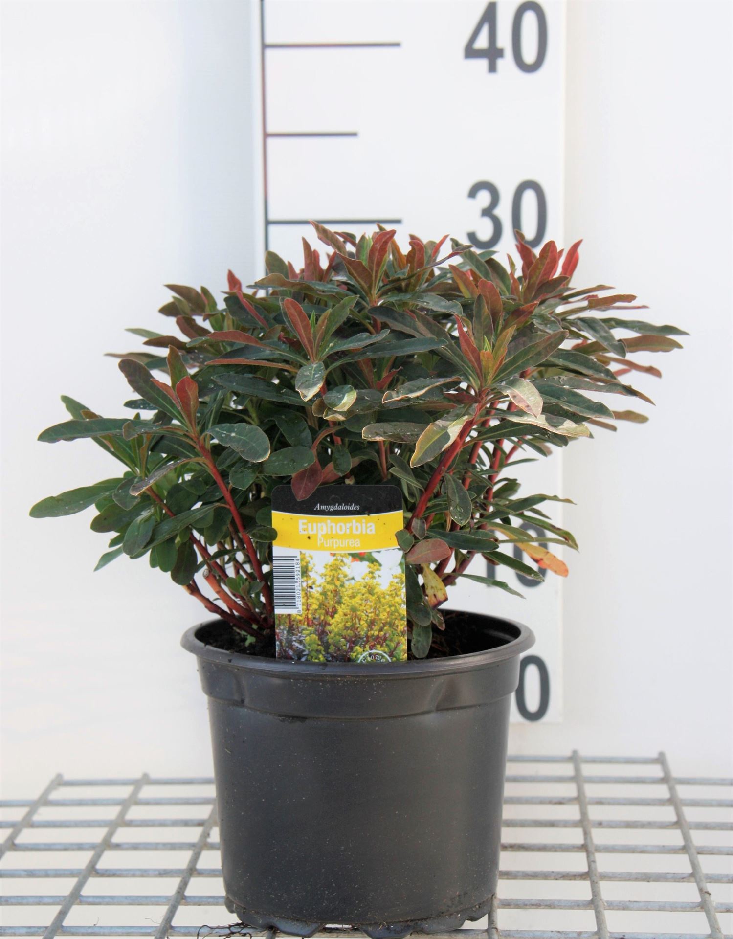 Euphorbia amygdaloides'Purpurea'- pot 2L afbeelding