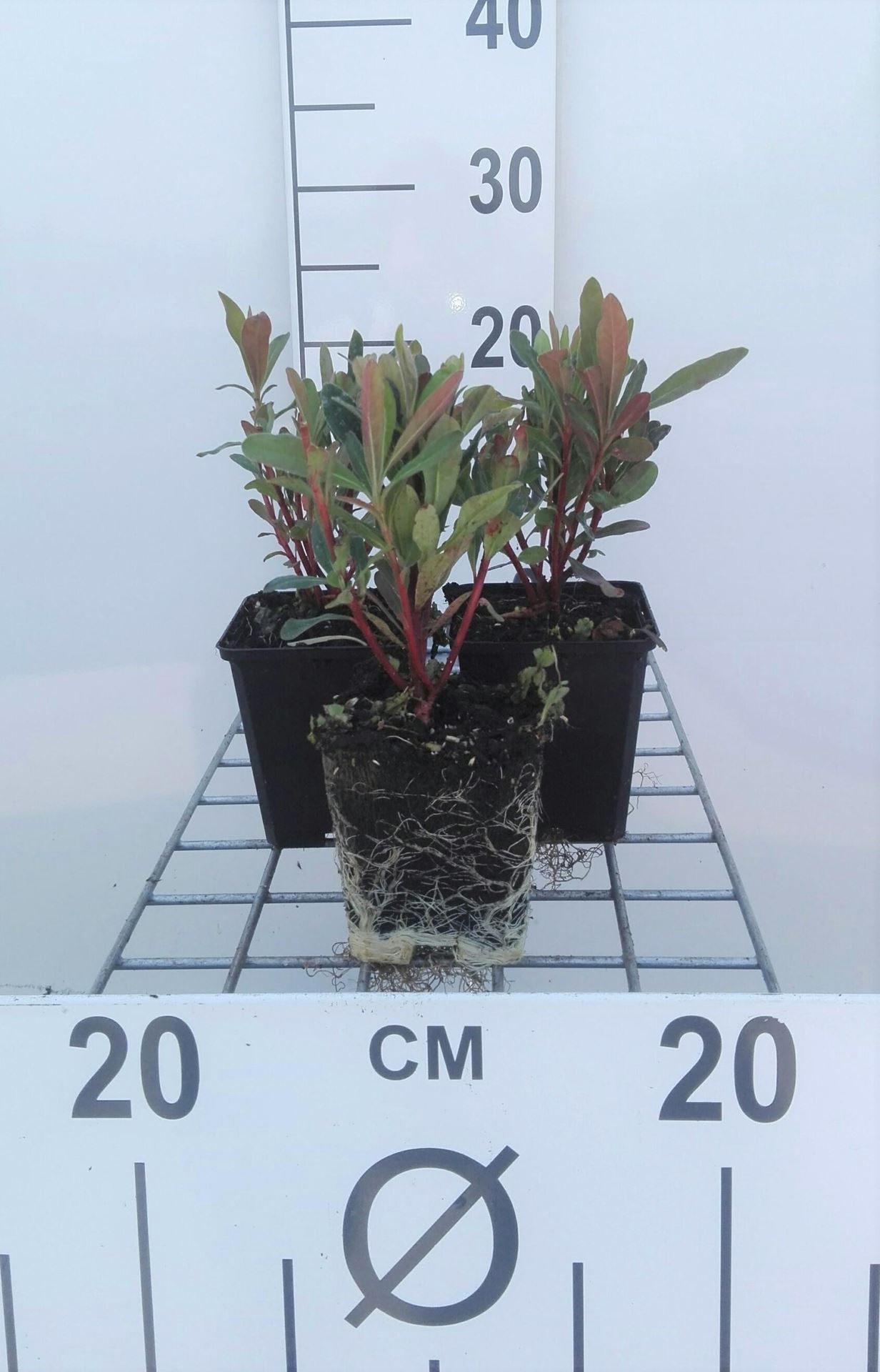 Euphorbia amygdaloides'Purpurea'- pot 9x9 cm afbeelding