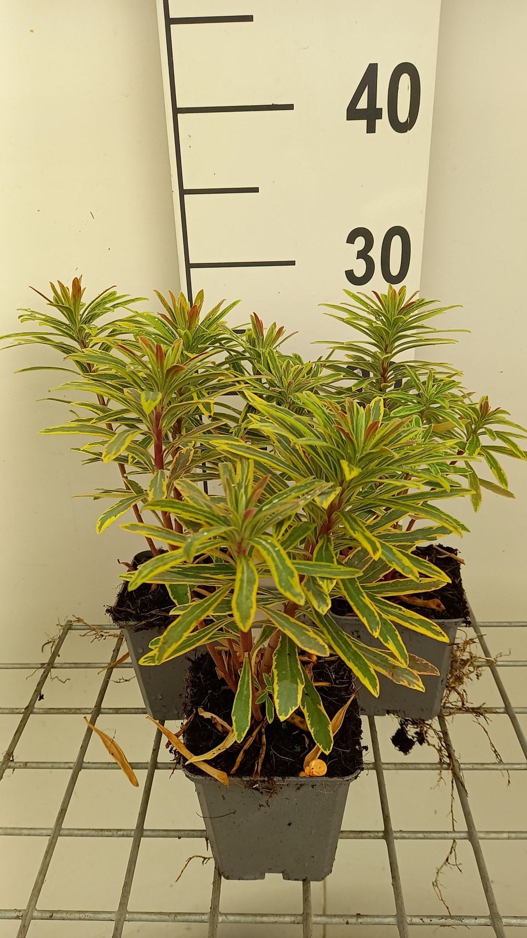 Euphorbia'Ascot Rainbow'- pot 9x9 cm afbeelding