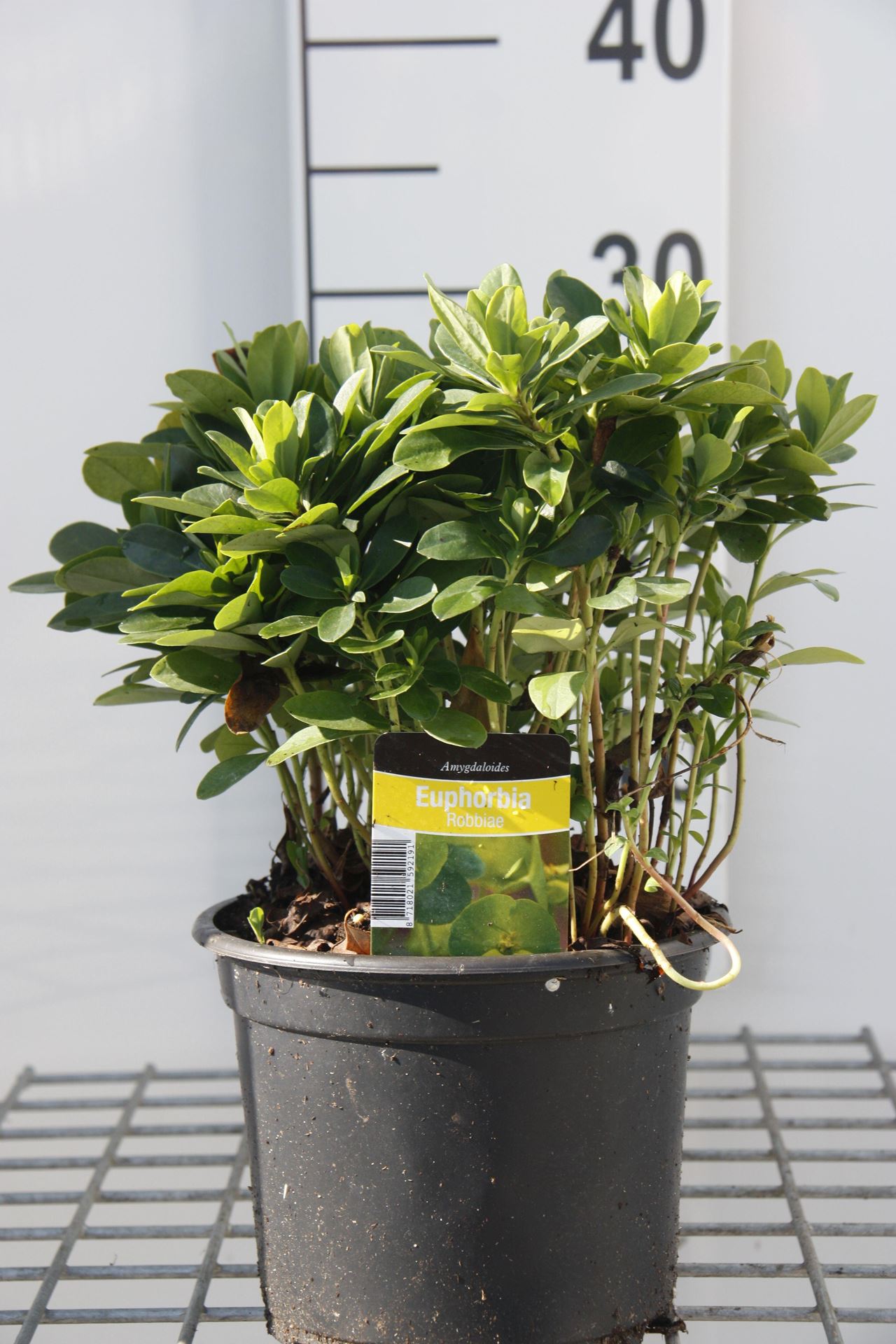 Euphorbia amygdaloides var. robbiae - pot 2L afbeelding