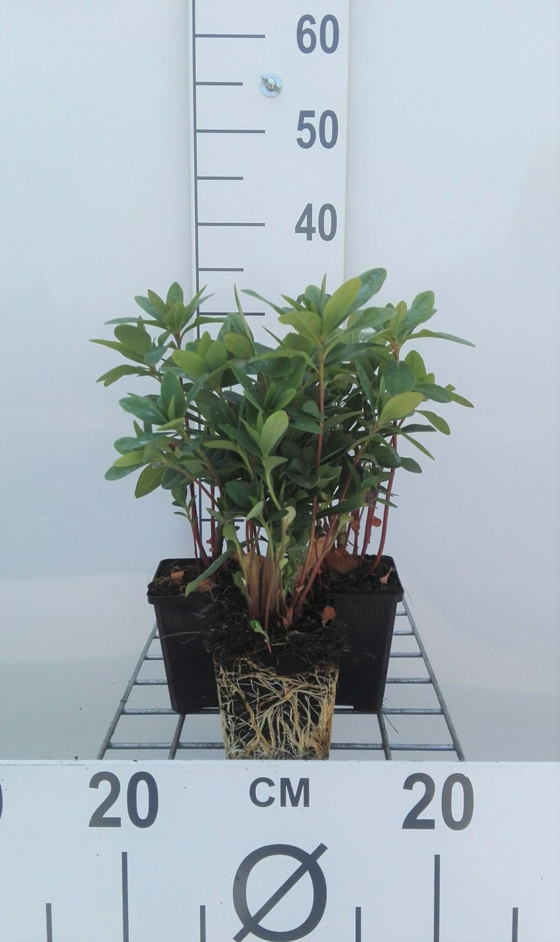 Euphorbia amygdaloides var. robbiae - pot 9x9 cm - Amandelwolfsmelk afbeelding