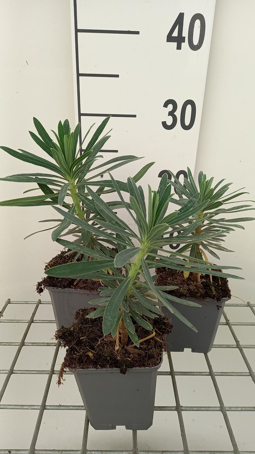 Euphorbia characias 'Black Pearl' - pot 9x9 cm