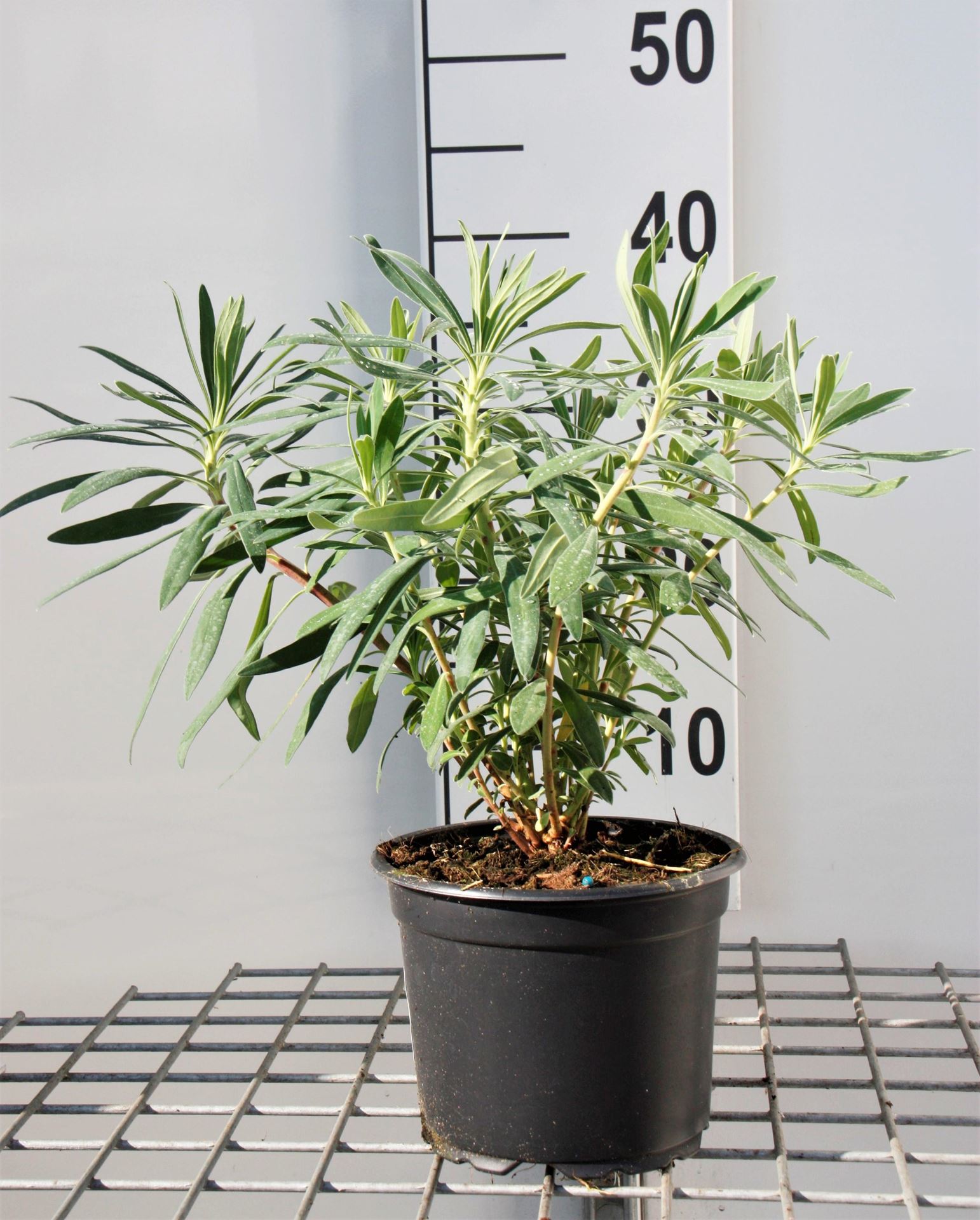 Euphorbia characias subsp. wulfenii - pot 2L -