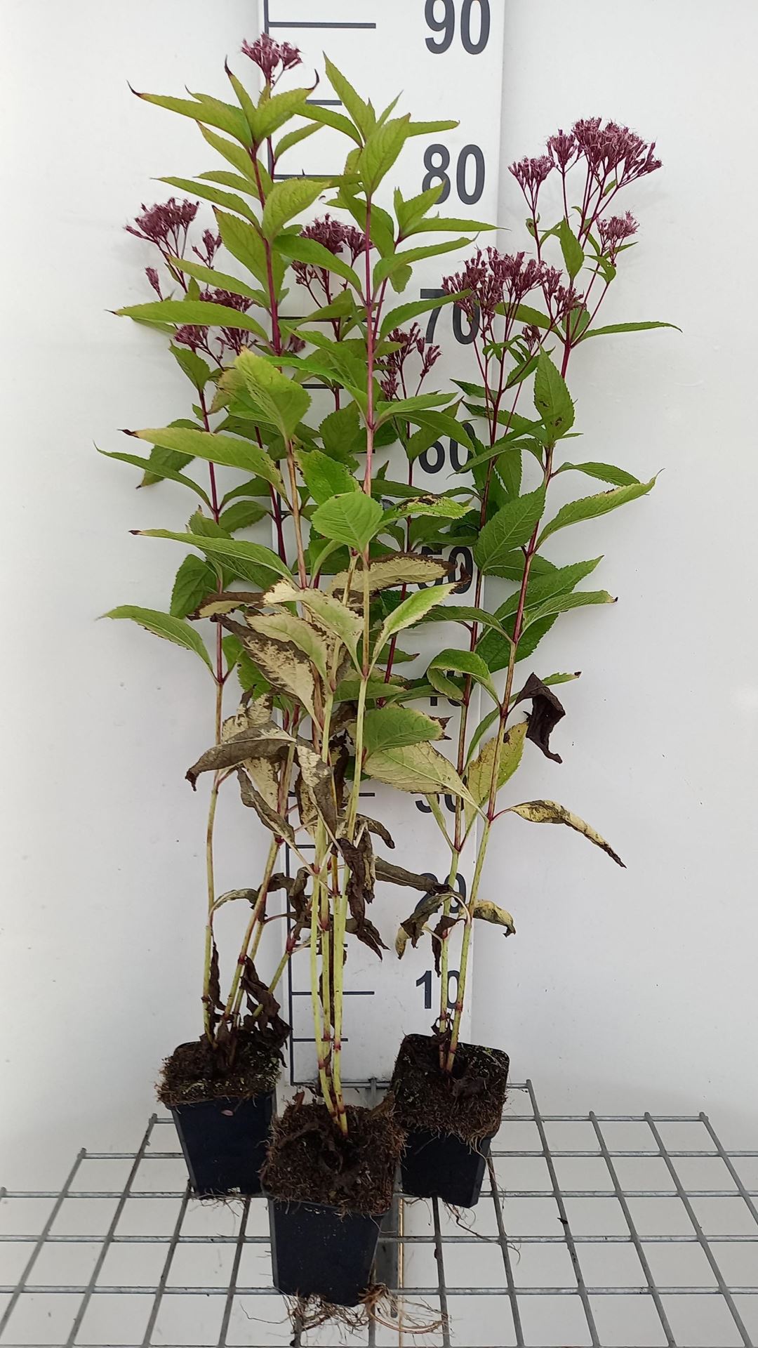 Eupatorium'Baby Joe'- pot 9x9 cm afbeelding
