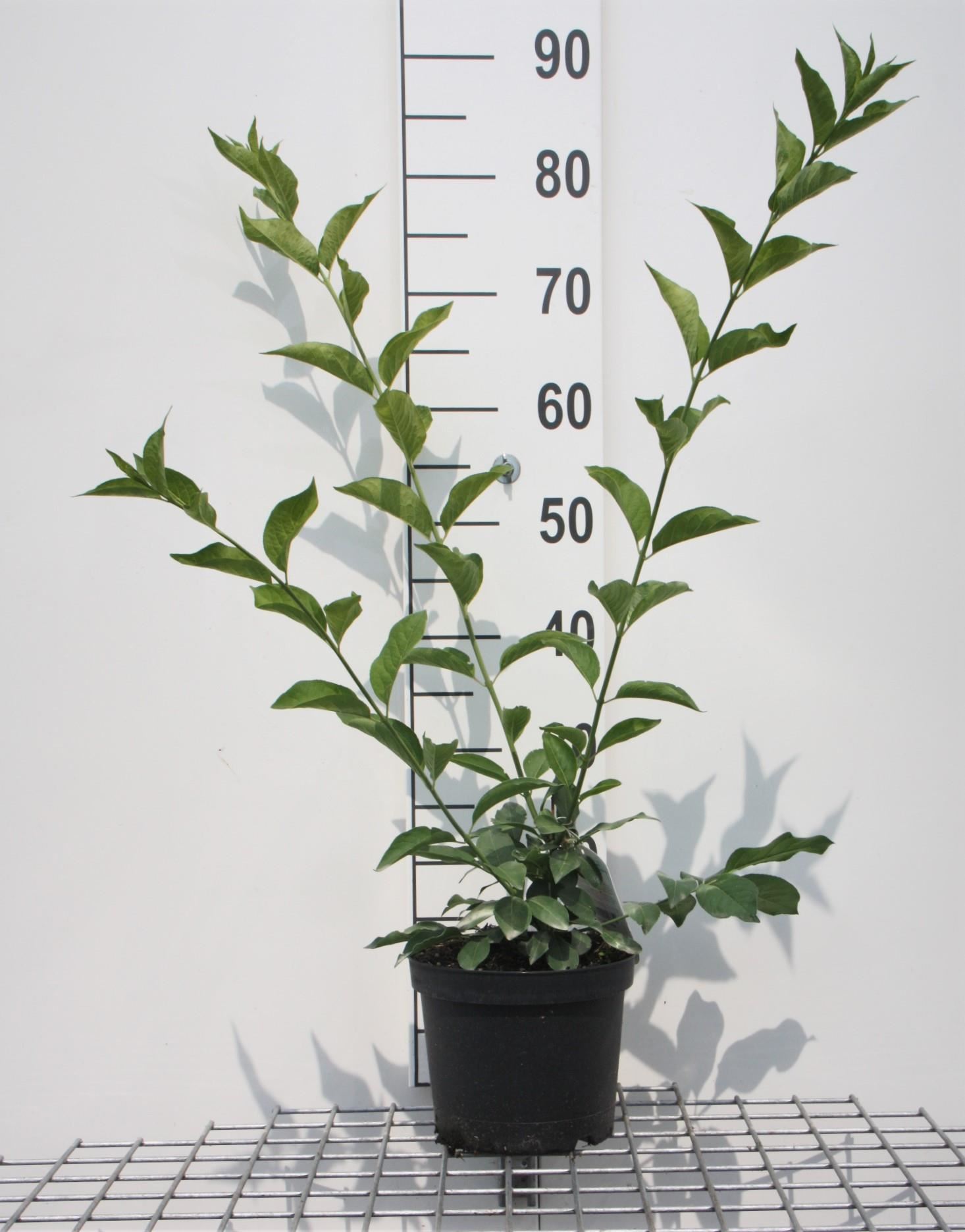 Euonymus europaeus 'Red Cascade' - pot - 50-60 cm