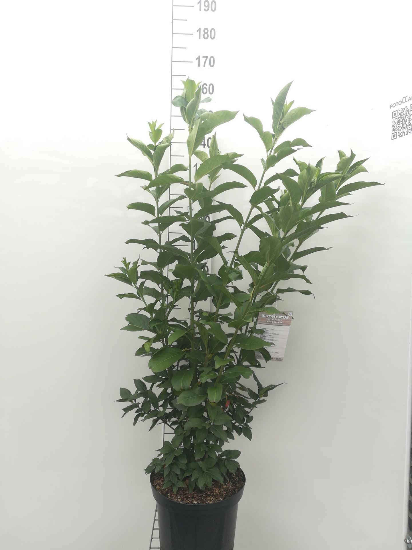 Euonymus europaeus'Red Cascade'- pot 12L - 100-125 cm afbeelding