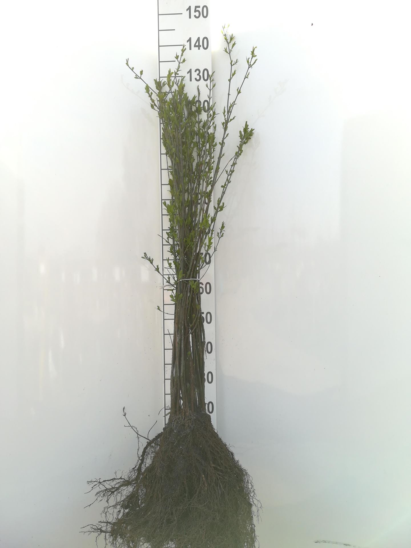 Euonymus europaeus - blote wortel - 60-90 cm afbeelding